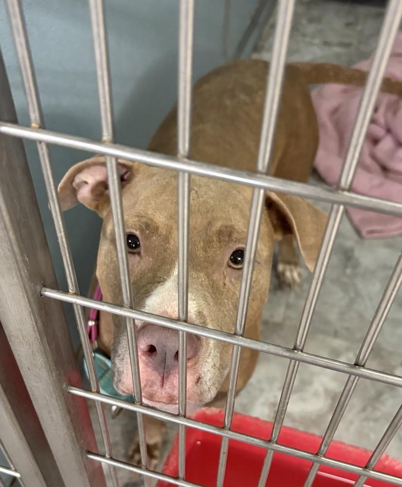 LOTTIE, a Adopted Pit Bull Terrier in Rochester, IN image 2/2