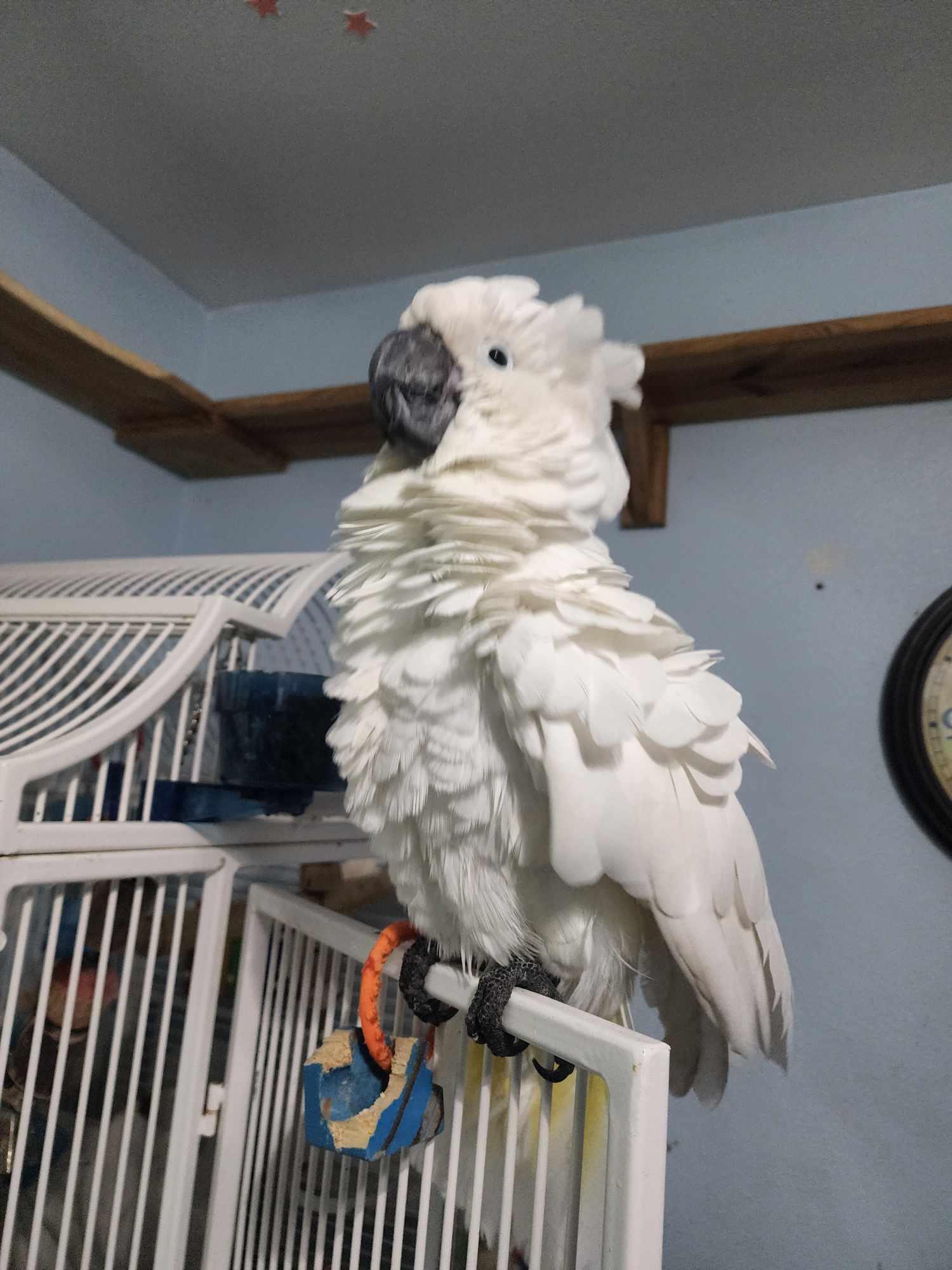 Angel (Wasilla), Adoptable, Adult Unknown Cockatoo.