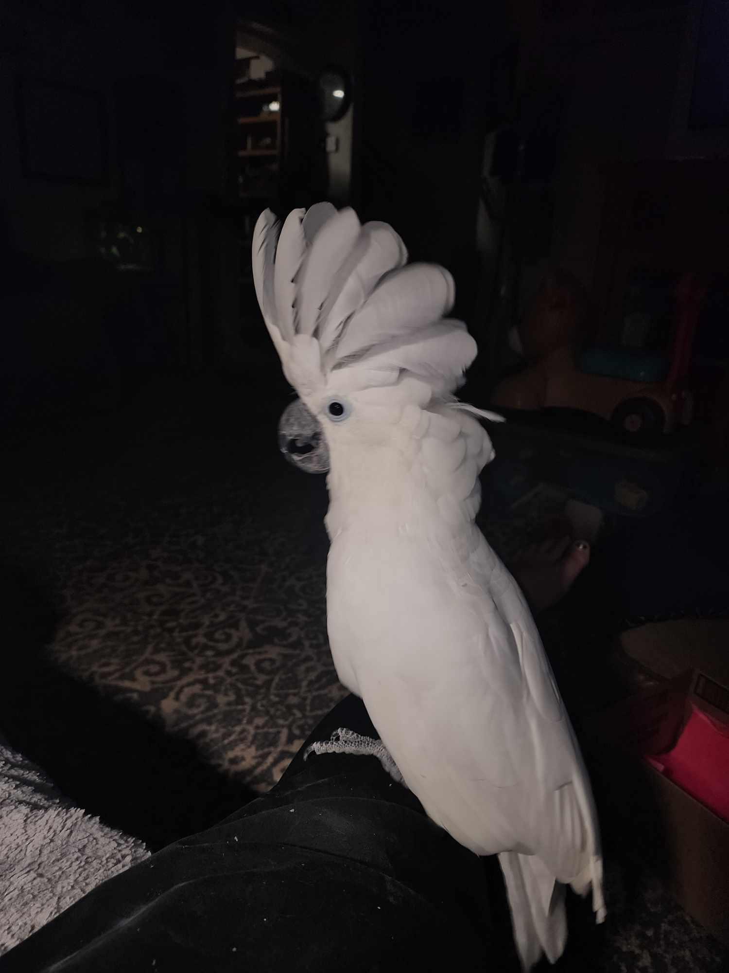 Enlarge Angel (Wasilla), a Adoptable Cockatoo in Anchorage, AK image 2/3