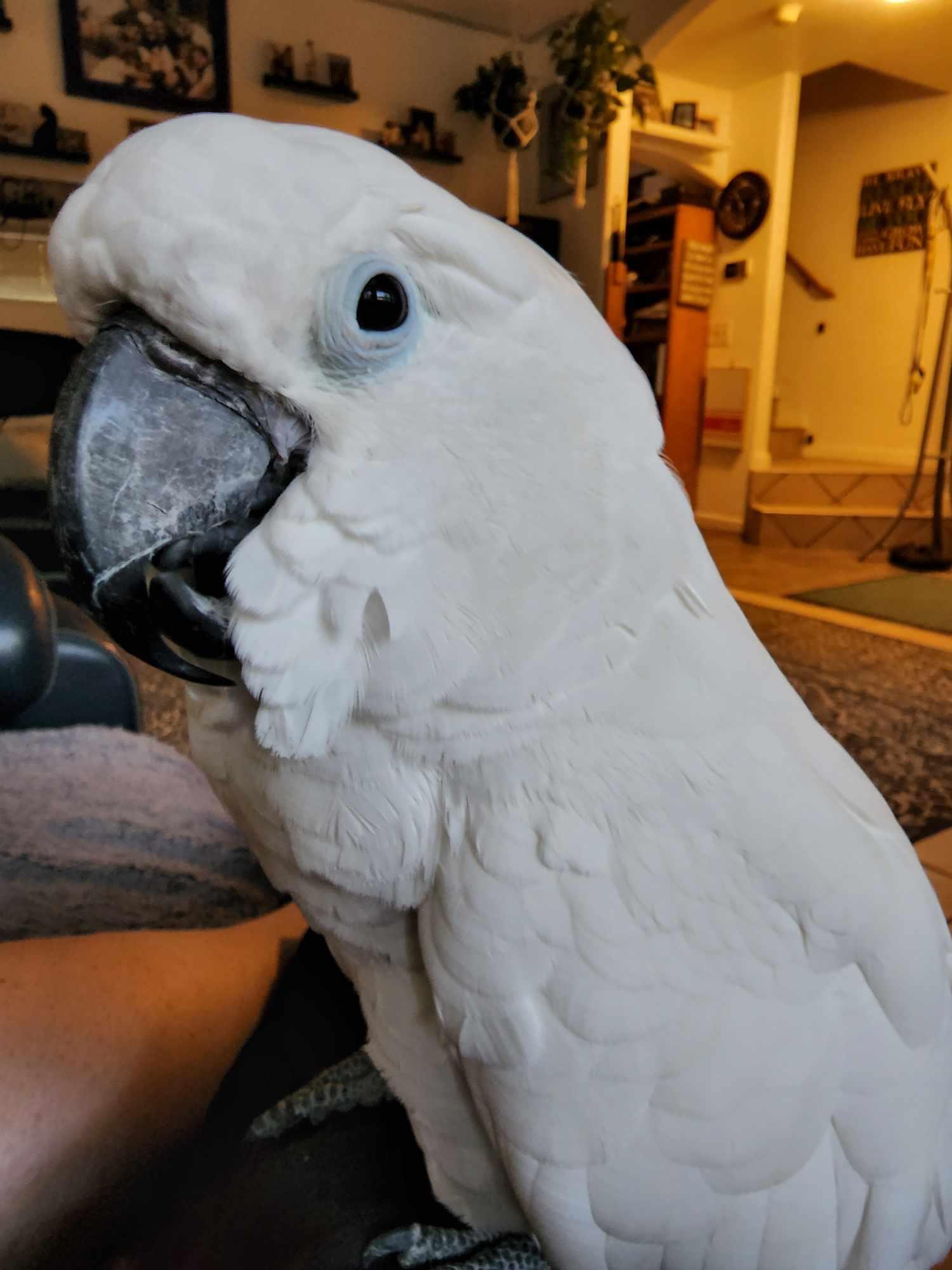 Enlarge Angel (Wasilla), a Adoptable Cockatoo in Anchorage, AK image 3/3