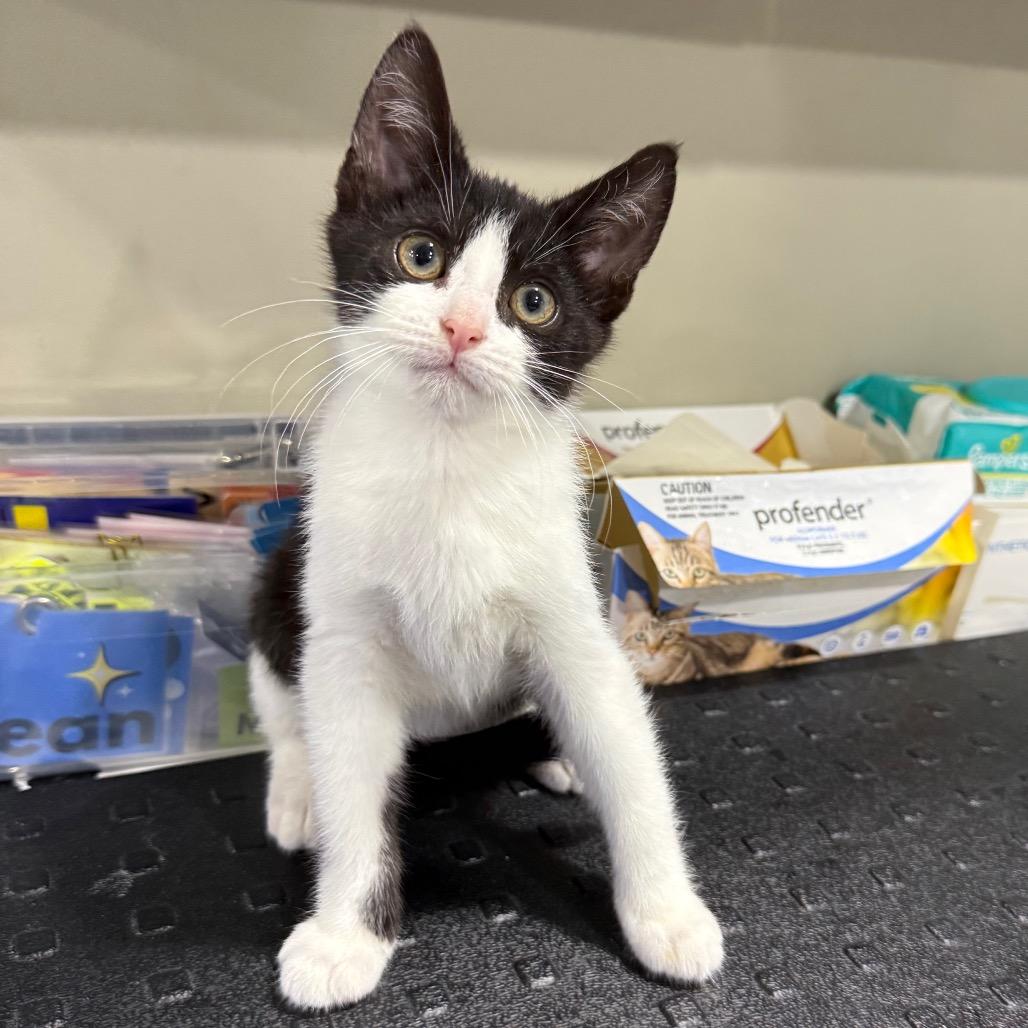 Jake, ADOPTABLE, Kitten Male Domestic Short Hair.