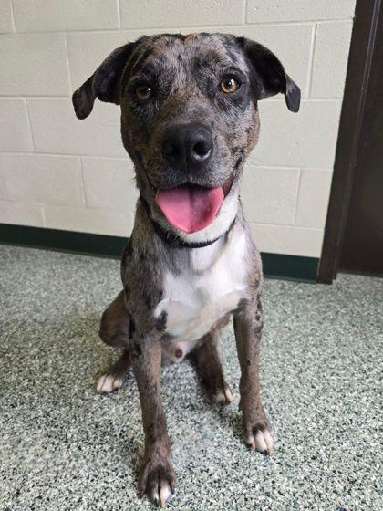 Mercury, ADOPTABLE, Young Male Catahoula Leopard Dog.