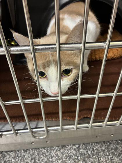 Esther, Adoptable, Adult Female Domestic Short Hair & Domestic Short Hair.