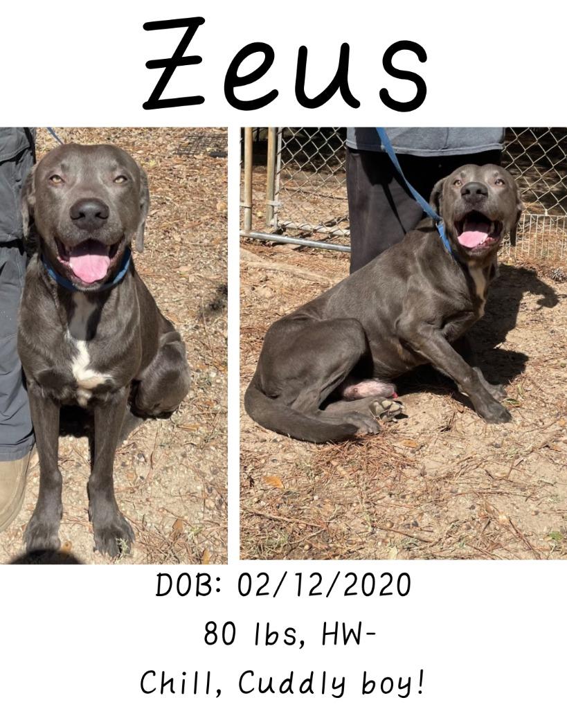 Zeus, Adoptable, Adult Male Weimaraner & Labrador Retriever.