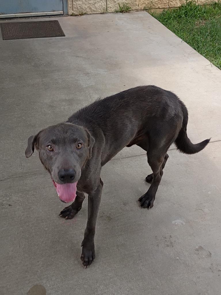 Zeus, a Adoptable mixed breed in Albany, GA image 3/6