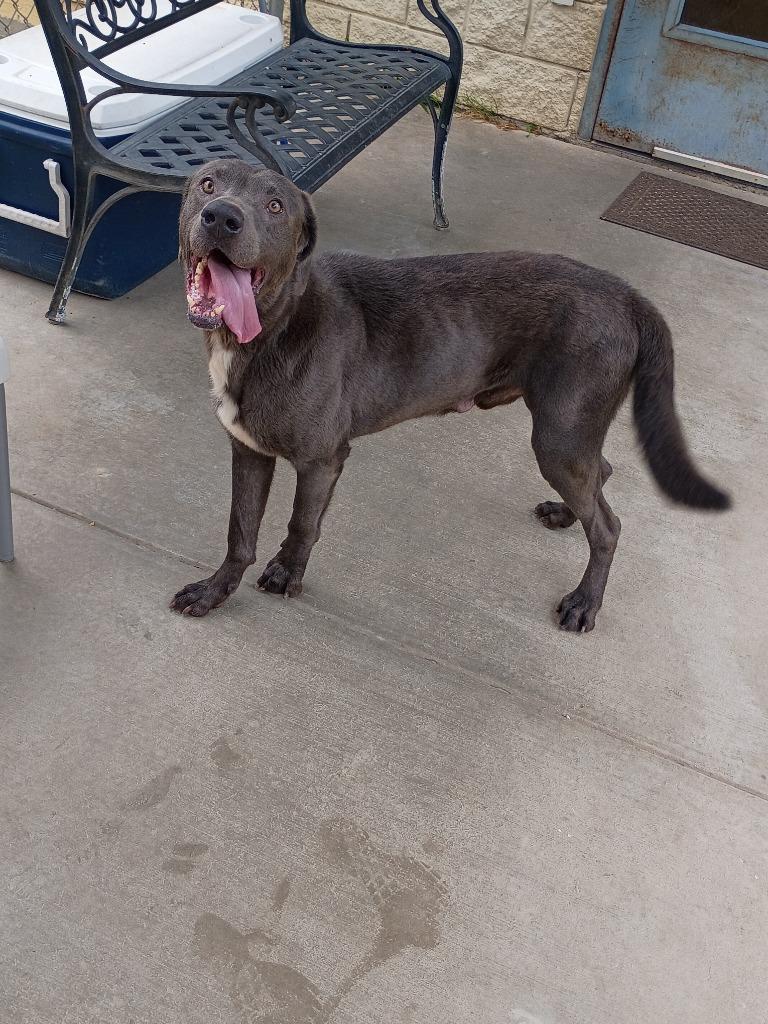 Zeus, a Adoptable mixed breed in Albany, GA image 4/6