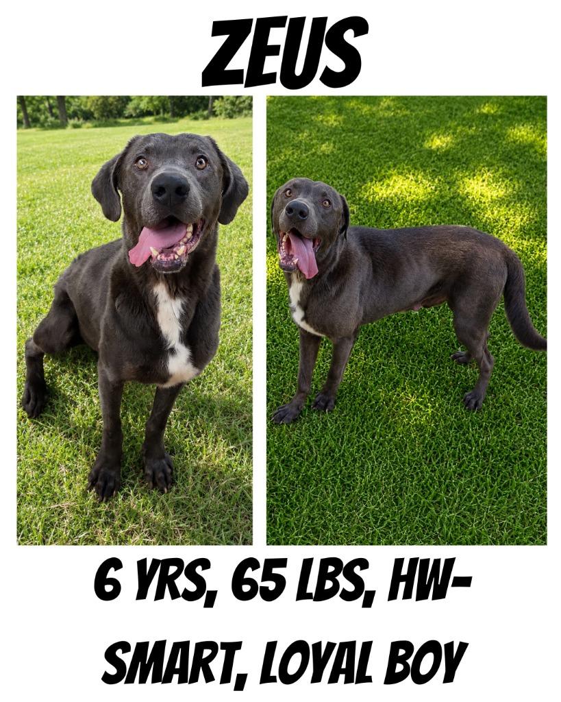 Zeus, a Adoptable mixed breed in Albany, GA image 5/6