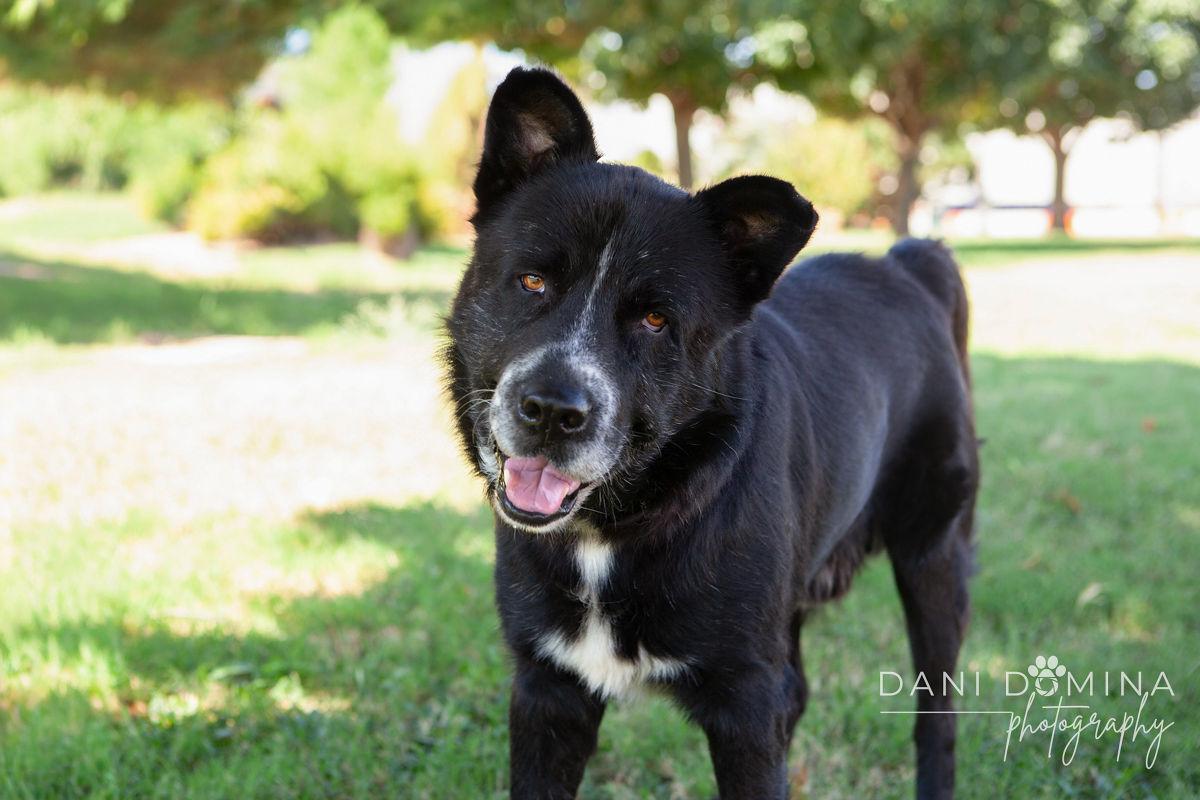 Enlarge Elwood, a Adoptable mixed breed in Choctaw, OK image 1/5