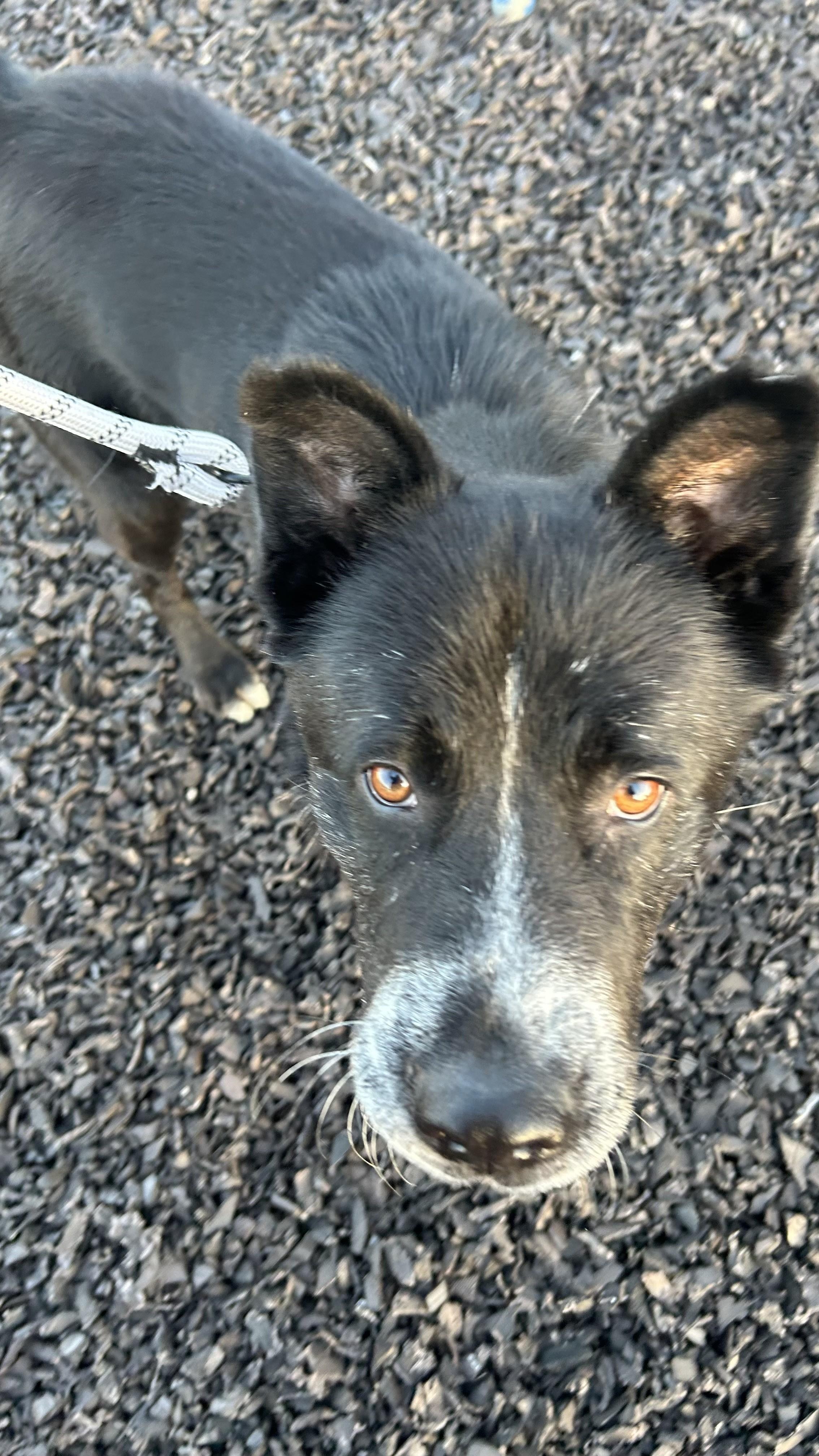 Elwood, Adult Male unknown
