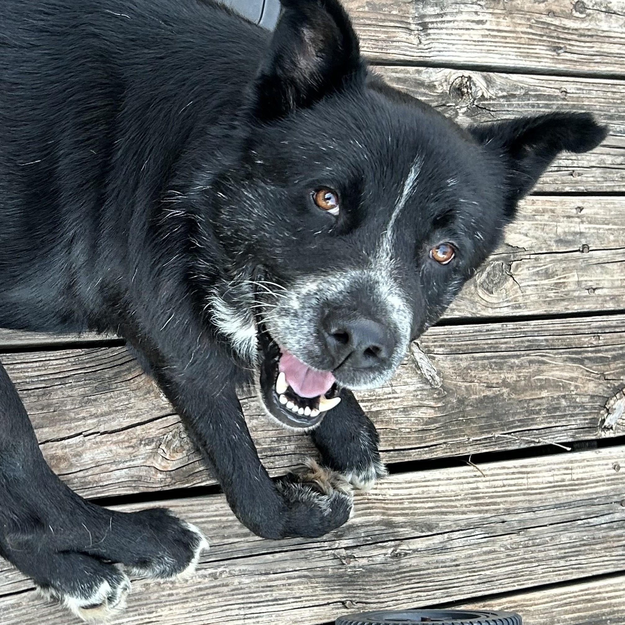 Elwood photo 4