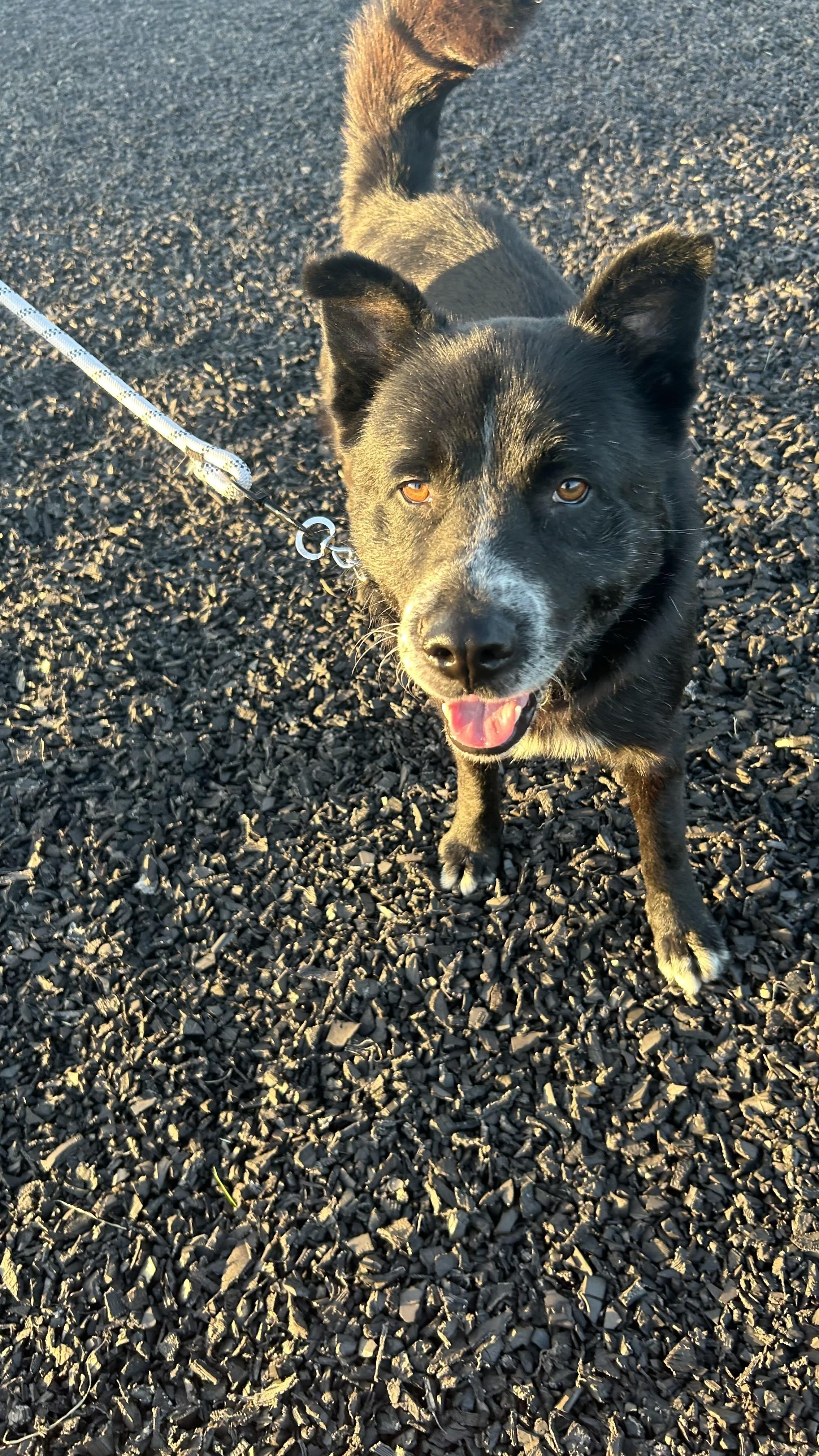 Enlarge Elwood, a Adoptable mixed breed in Choctaw, OK image 4/5