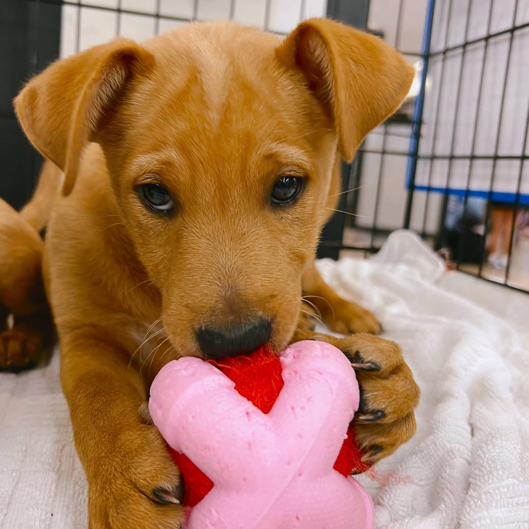 Enlarge Stitch, a Adoptable Mixed Breed in Volcano, HI image 1/4