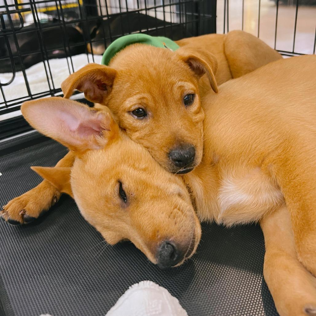 Enlarge Stitch, a Adoptable Mixed Breed in Volcano, HI image 2/4