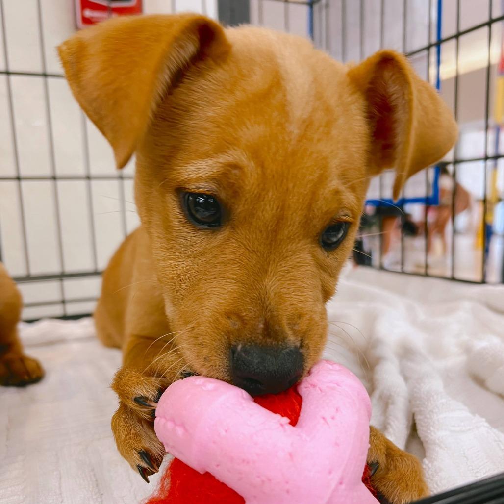 Enlarge Stitch, a Adoptable Mixed Breed in Volcano, HI image 3/4