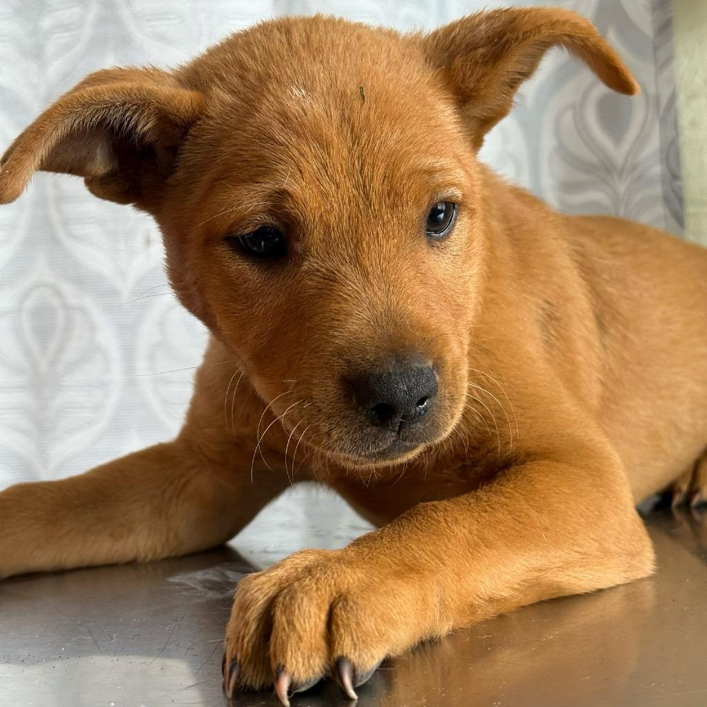 Enlarge Stitch, a Adoptable Mixed Breed in Volcano, HI image 4/4