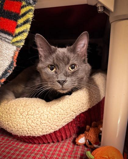 Pixar, ADOPTABLE, Young Female Domestic Long Hair.