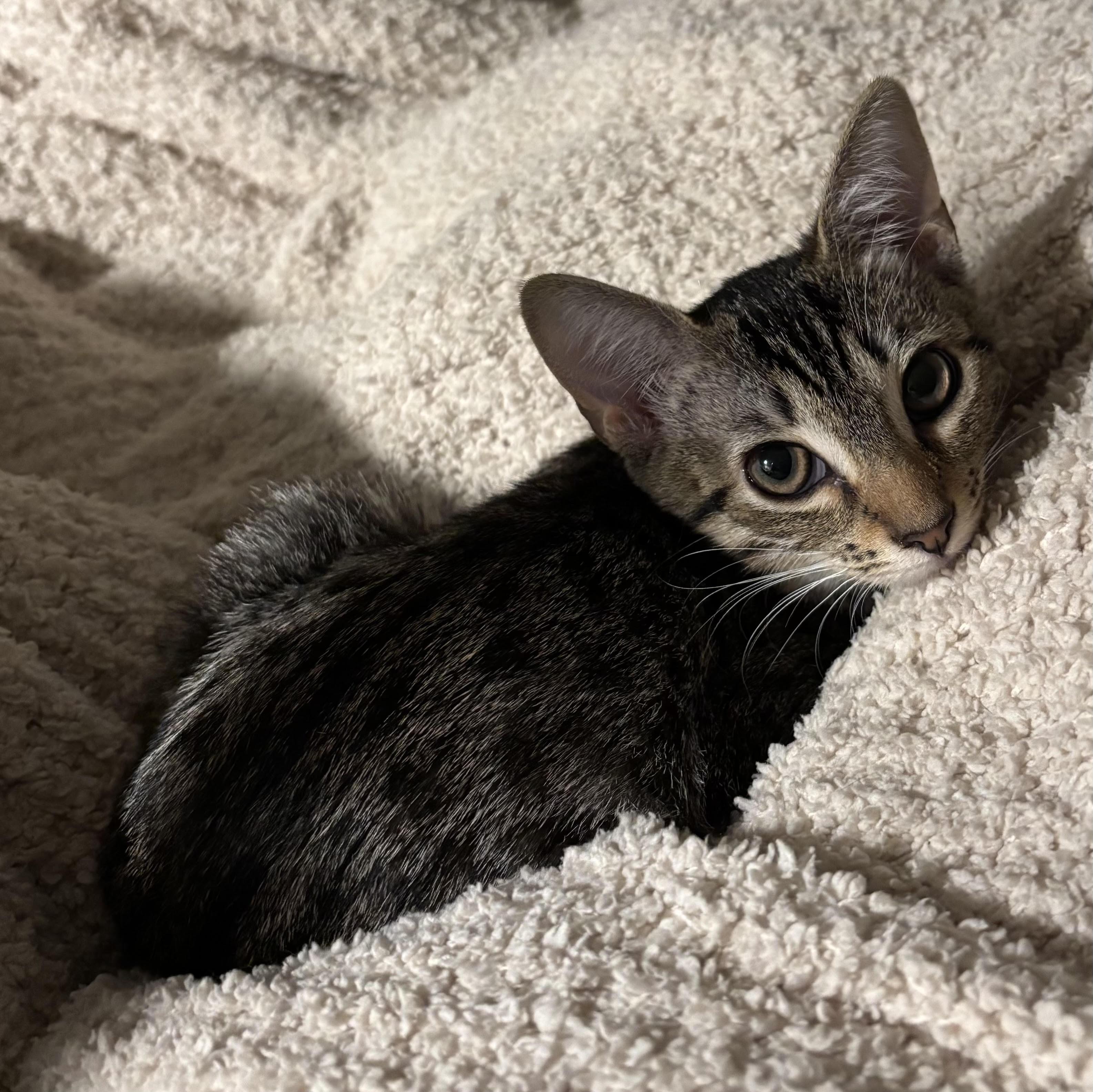 Kit Kat