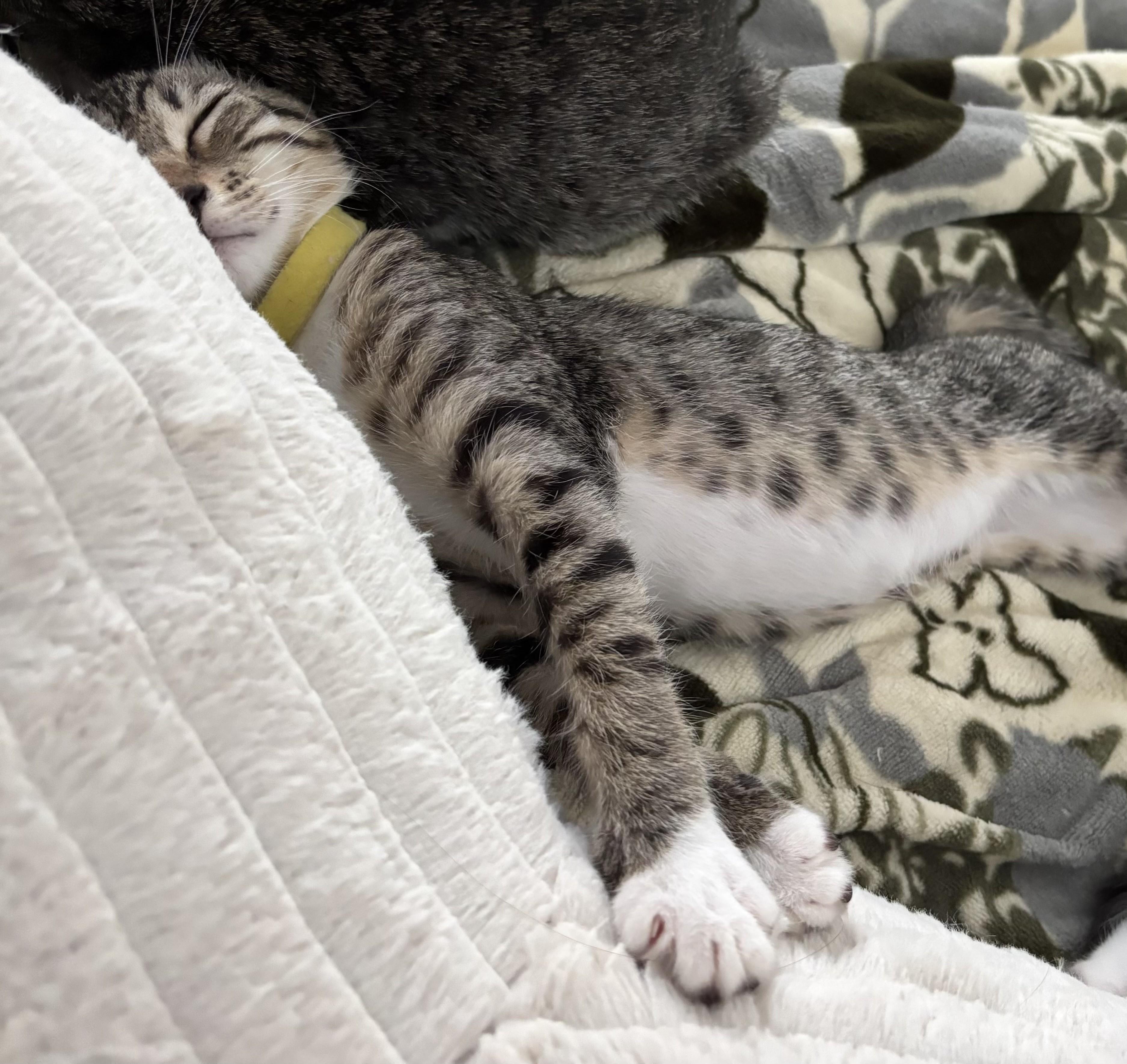 Kit Kat