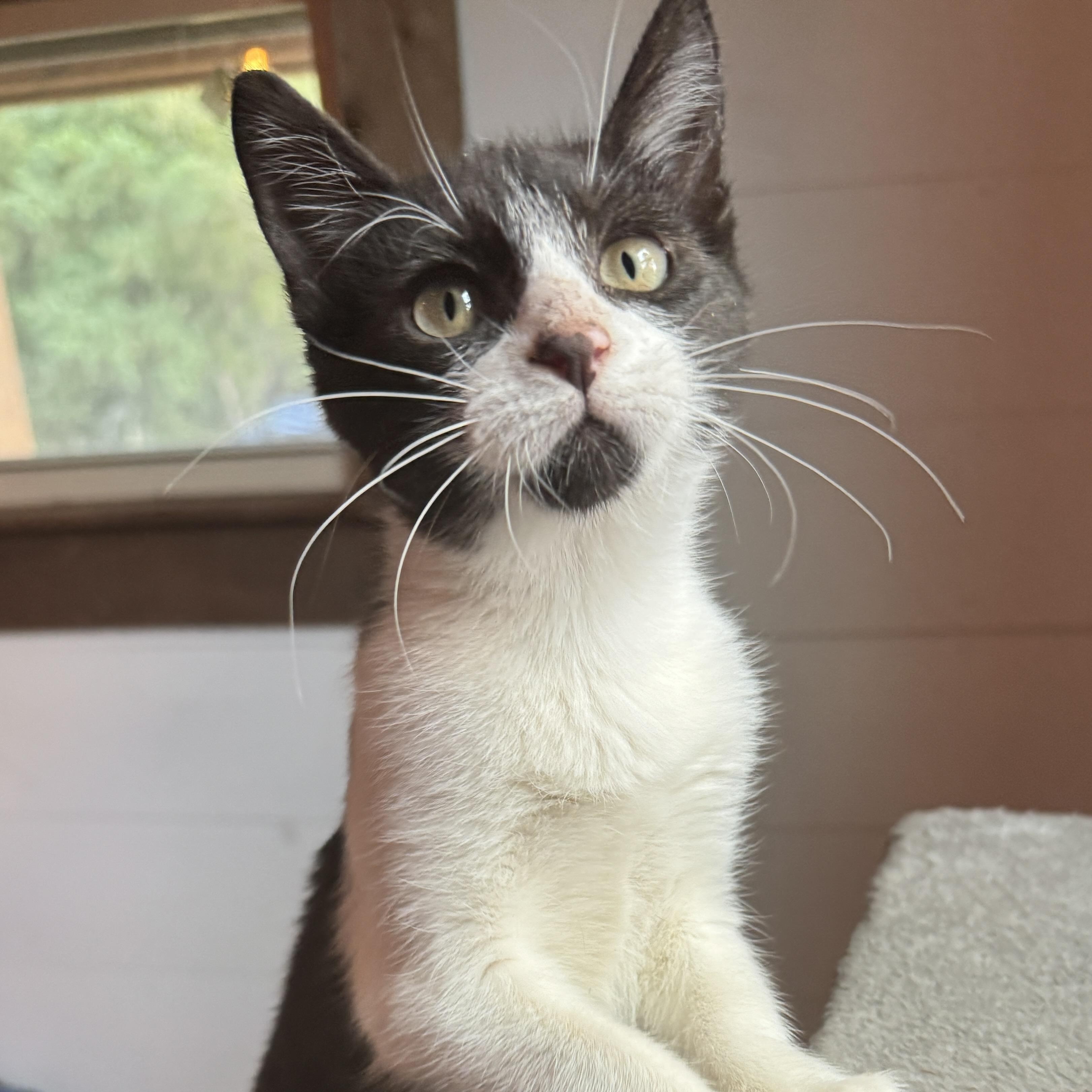 Binx, a Adoptable Domestic Short Hair in Houston, TX image 1/6