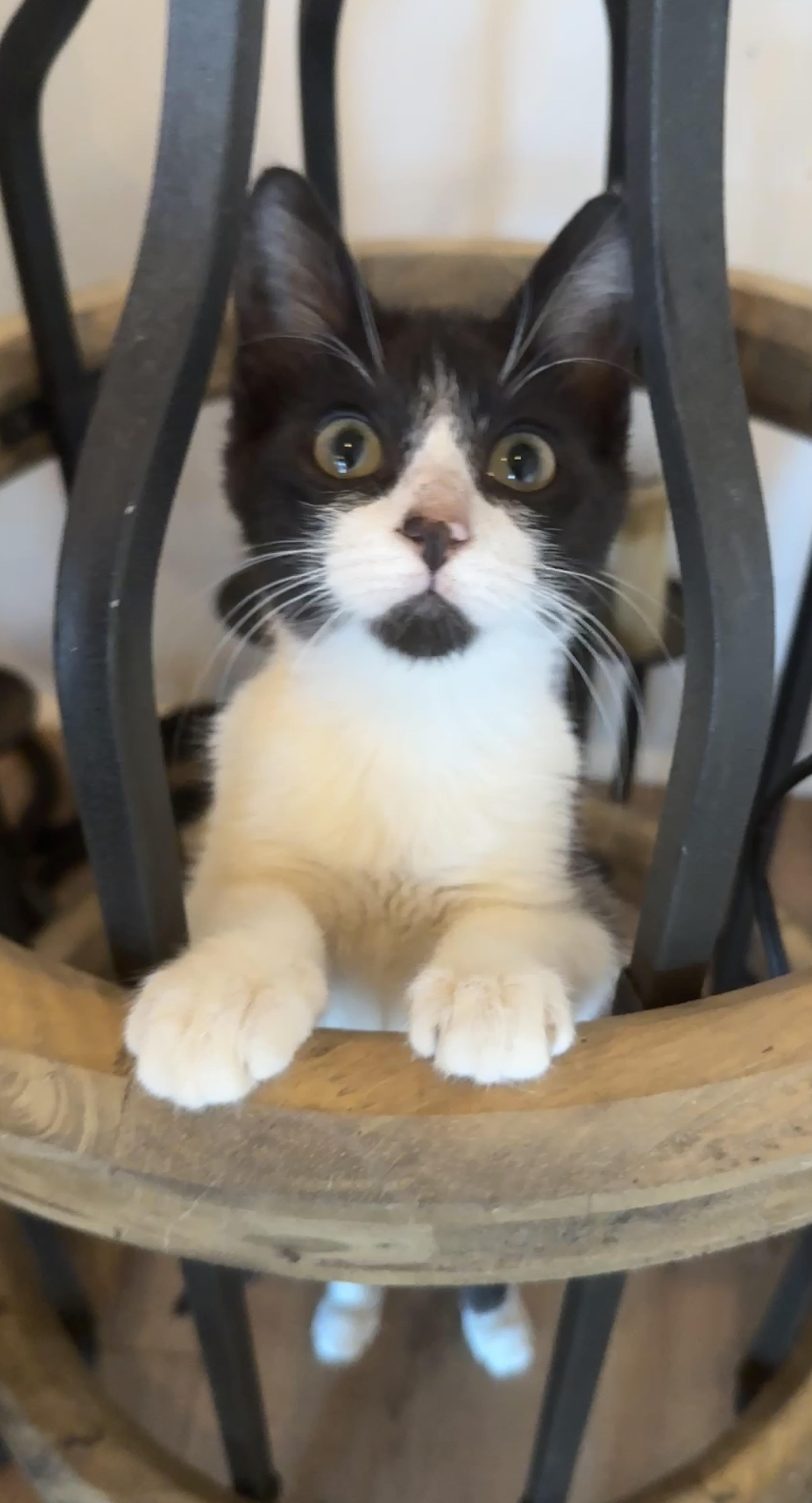 Enlarge Binx (The Charmer), a Adoptable Domestic Short Hair in Houston, TX image 1/6