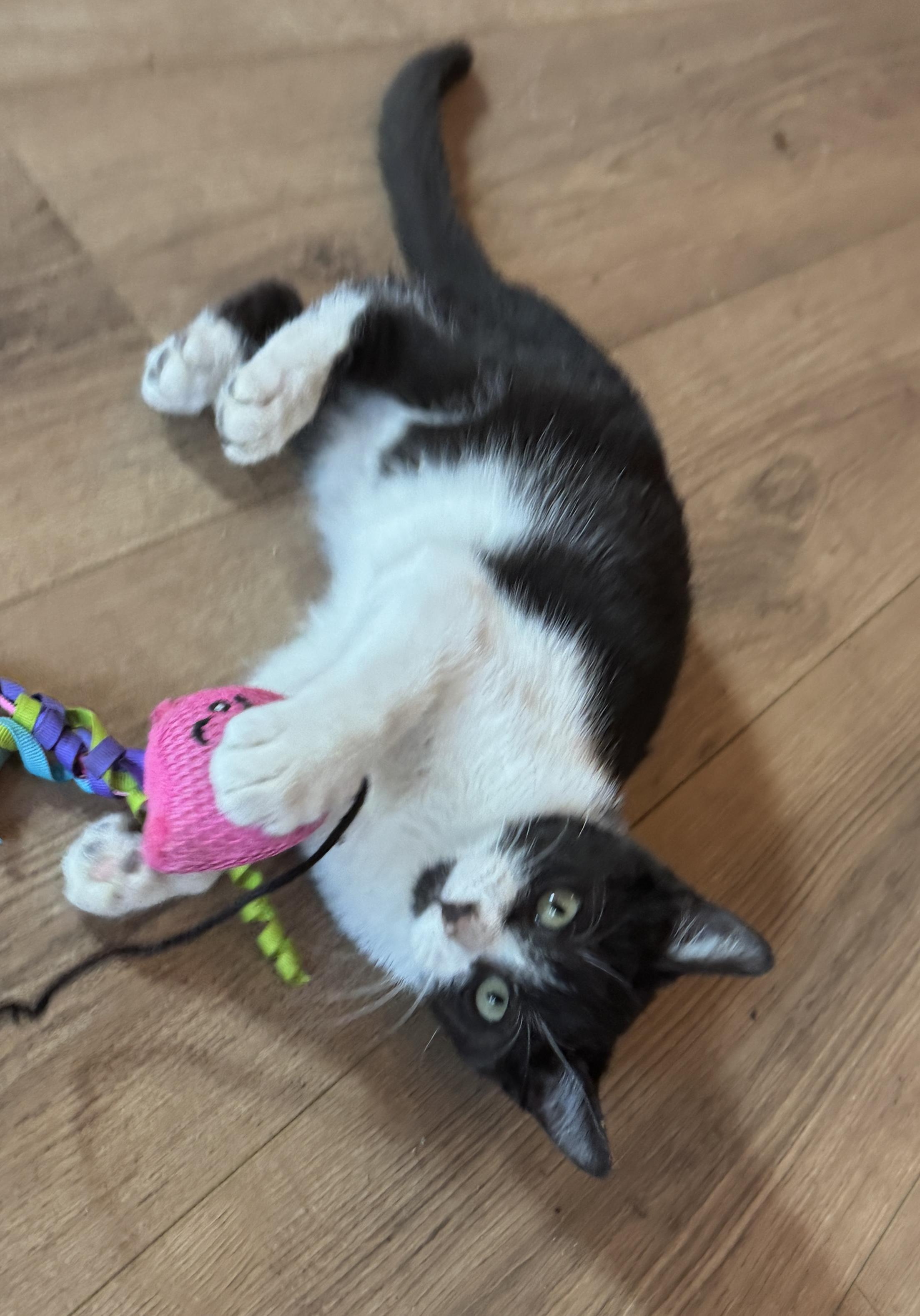 Enlarge Binx (The Charmer), a Adoptable Domestic Short Hair in Houston, TX image 2/6