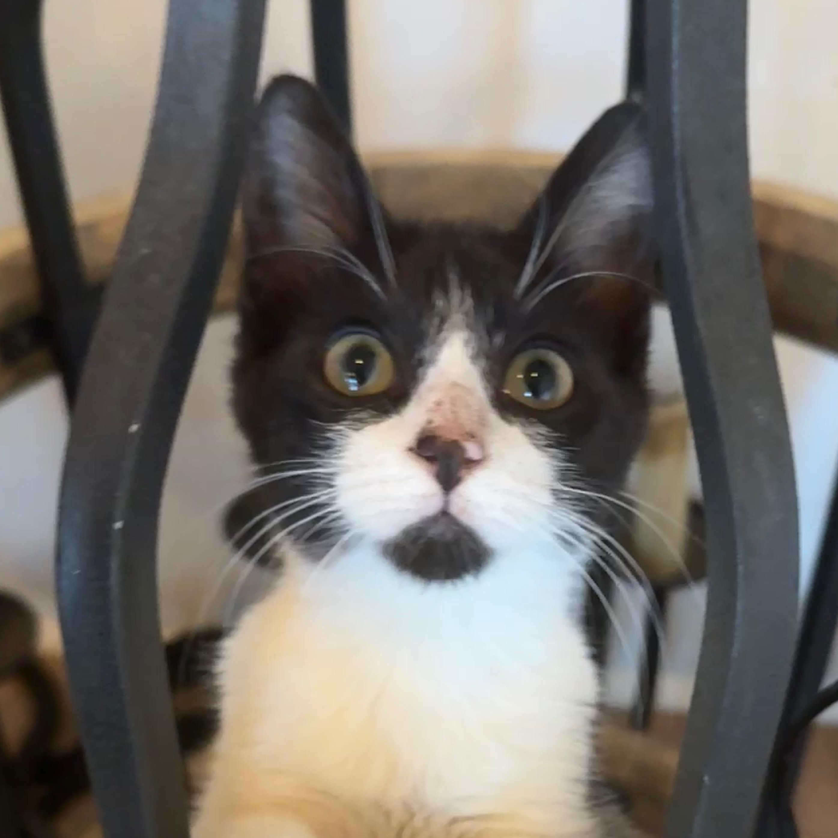 Binx, a Adoptable Domestic Short Hair in Houston, TX image 3/6