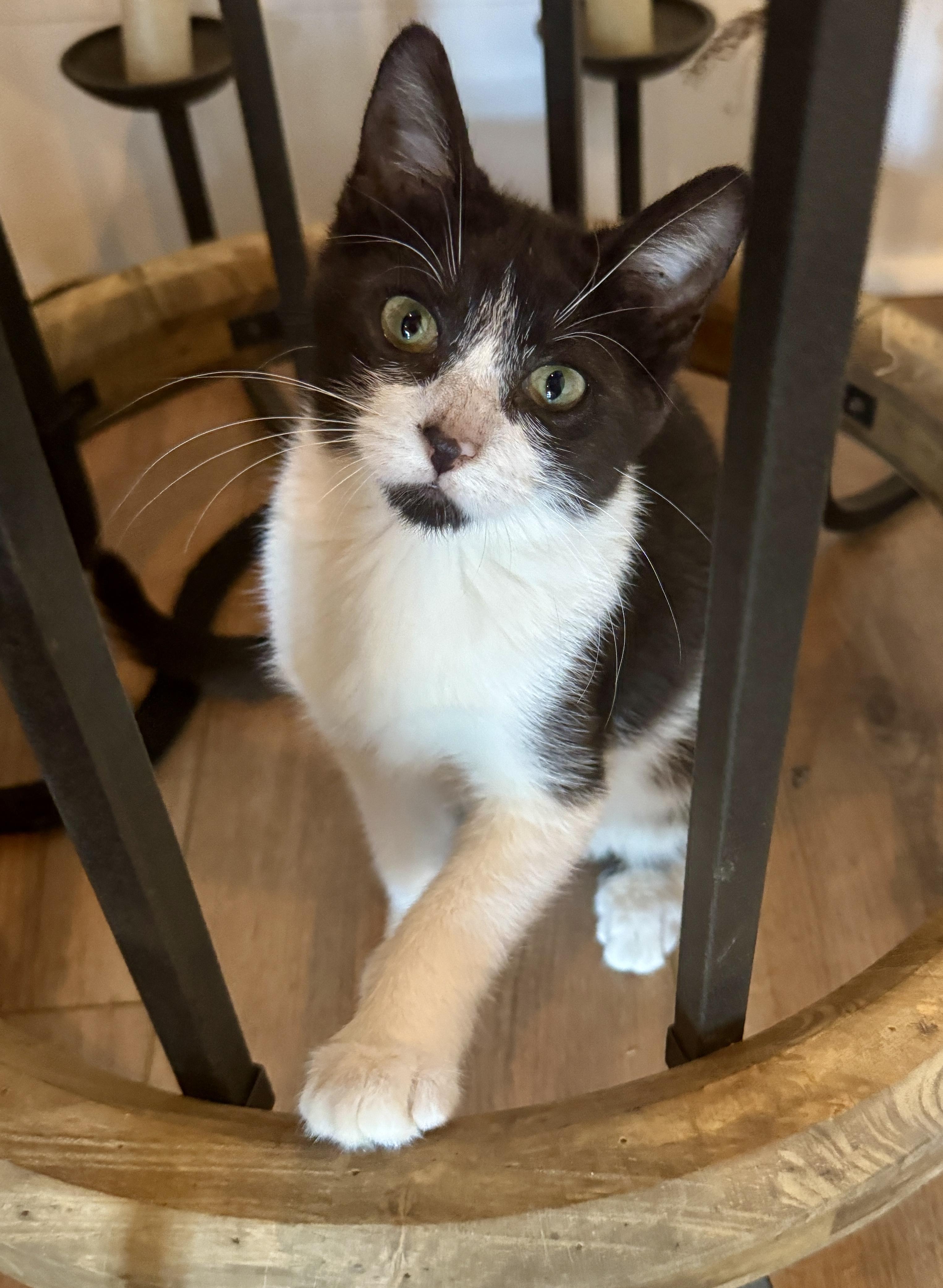 Enlarge Binx (The Charmer), a Adoptable Domestic Short Hair in Houston, TX image 4/6