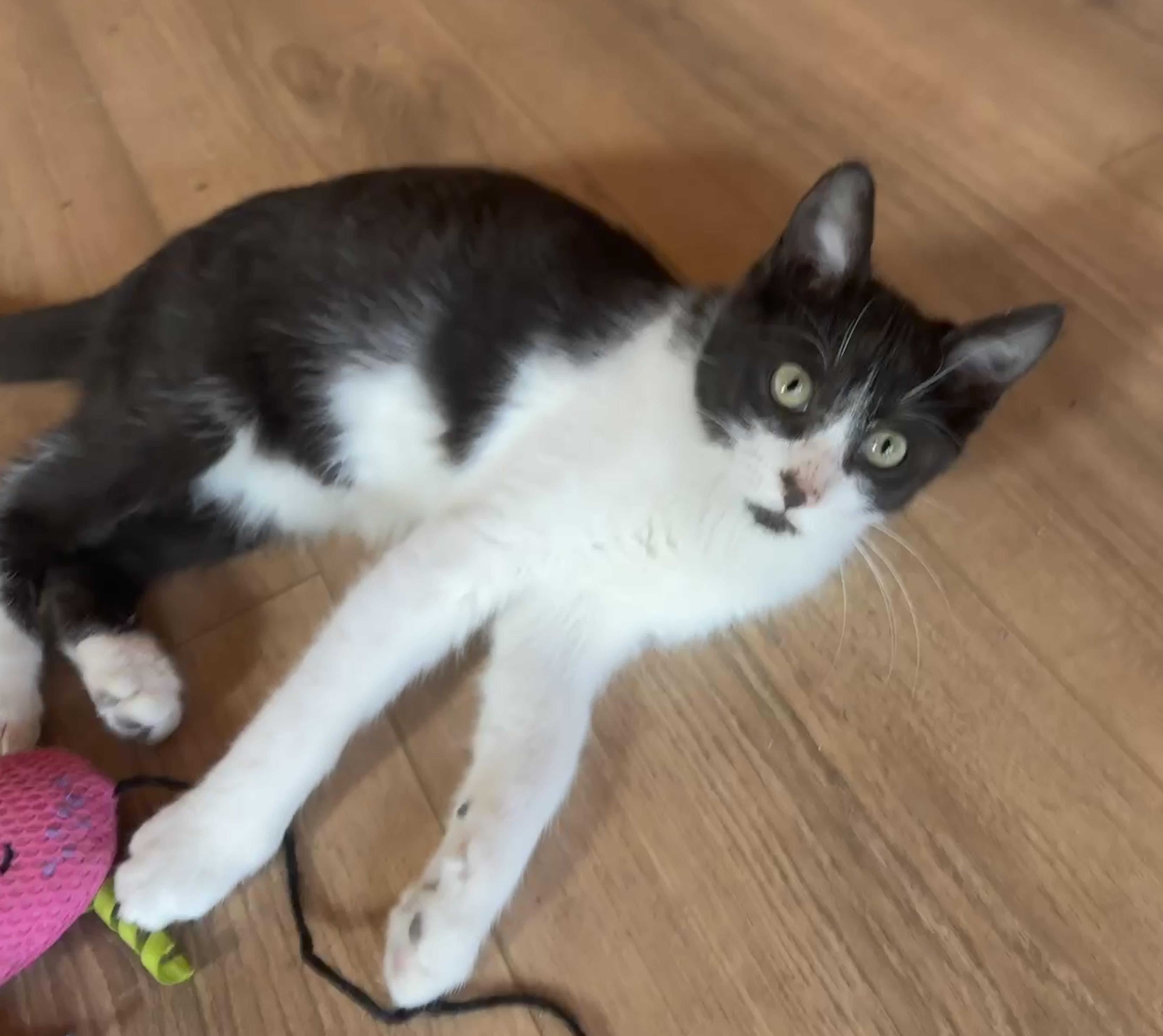 Enlarge Binx (The Charmer), a Adoptable Domestic Short Hair in Houston, TX image 6/6