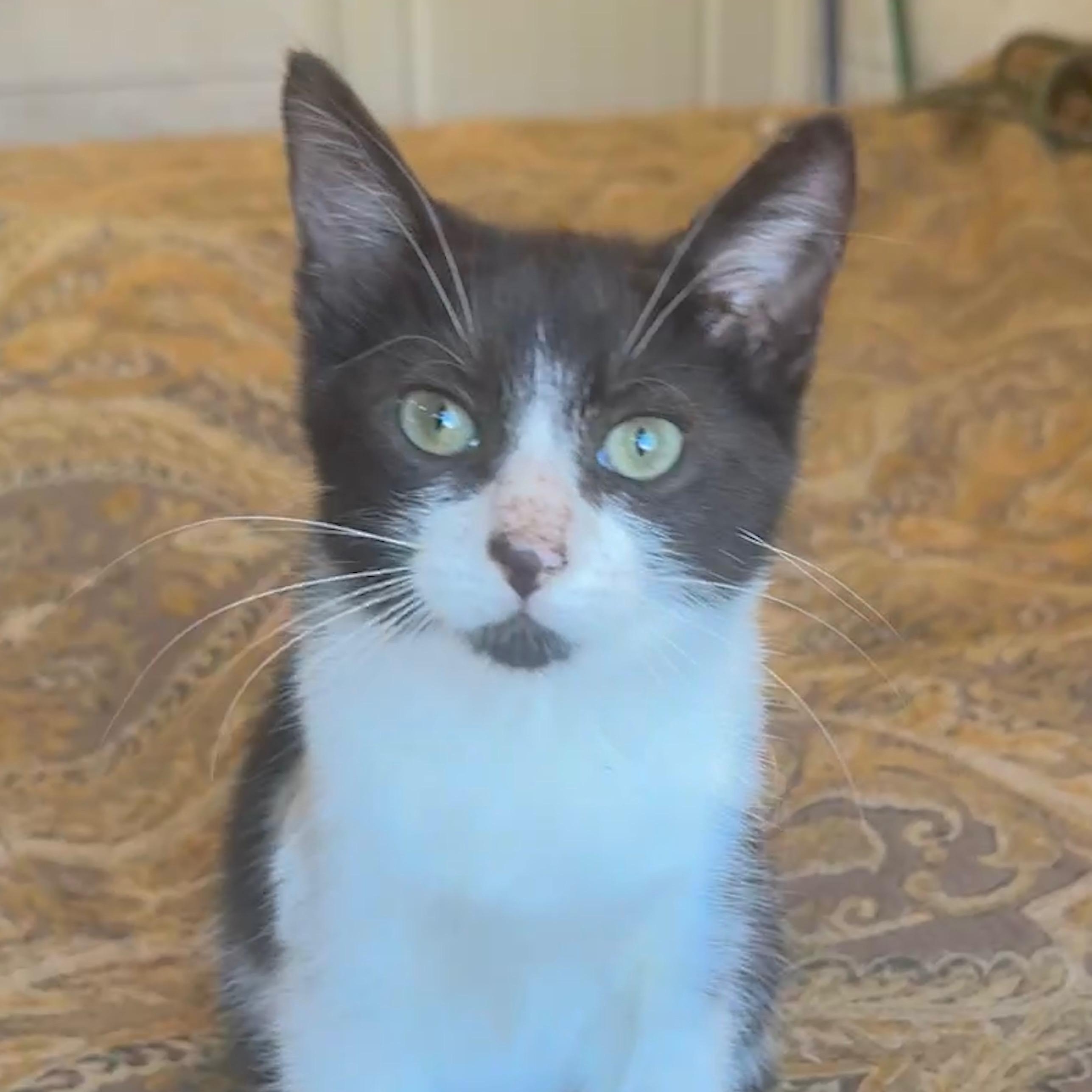 Binx, a Adoptable Domestic Short Hair in Houston, TX image 5/6