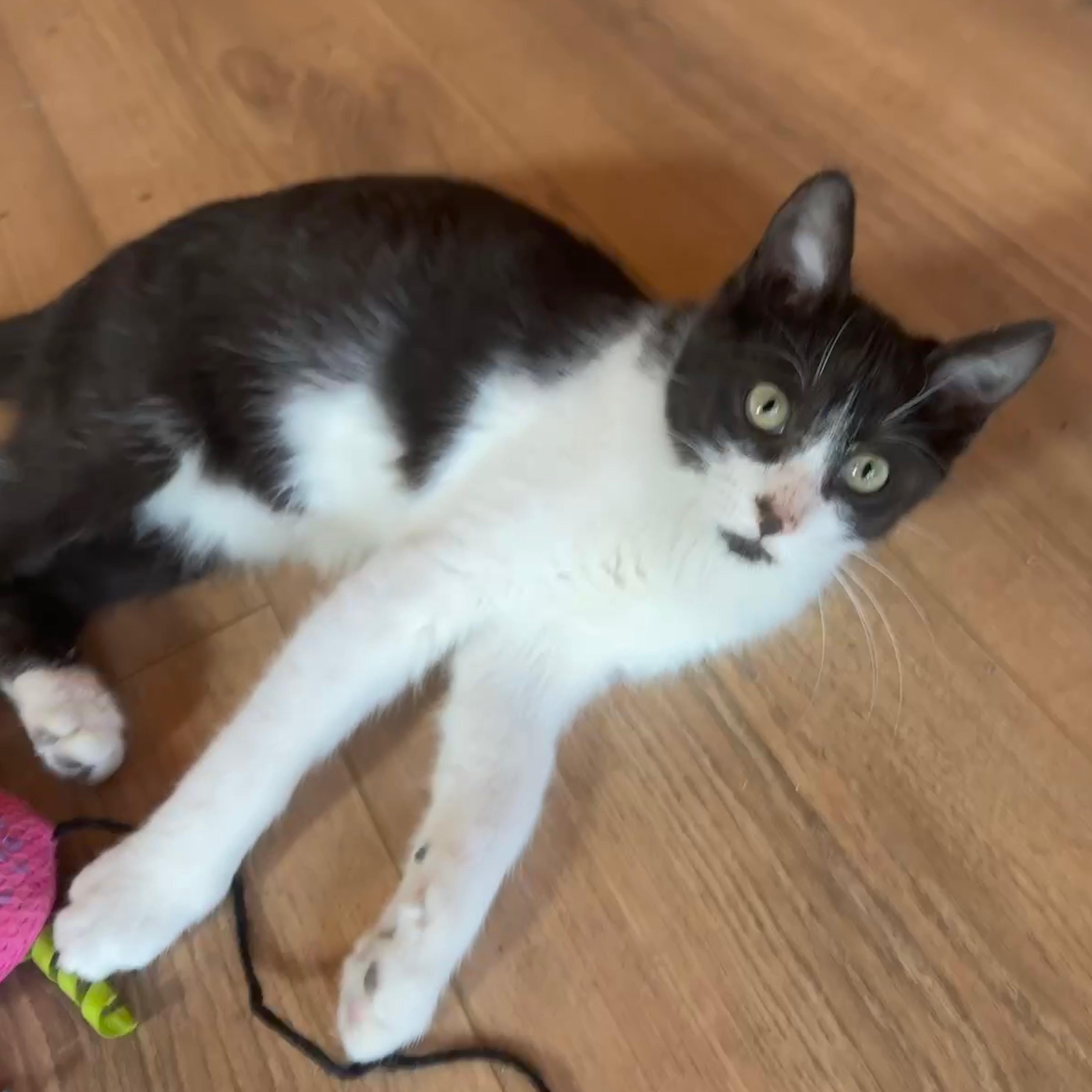 Binx, a Adoptable Domestic Short Hair in Houston, TX image 2/6