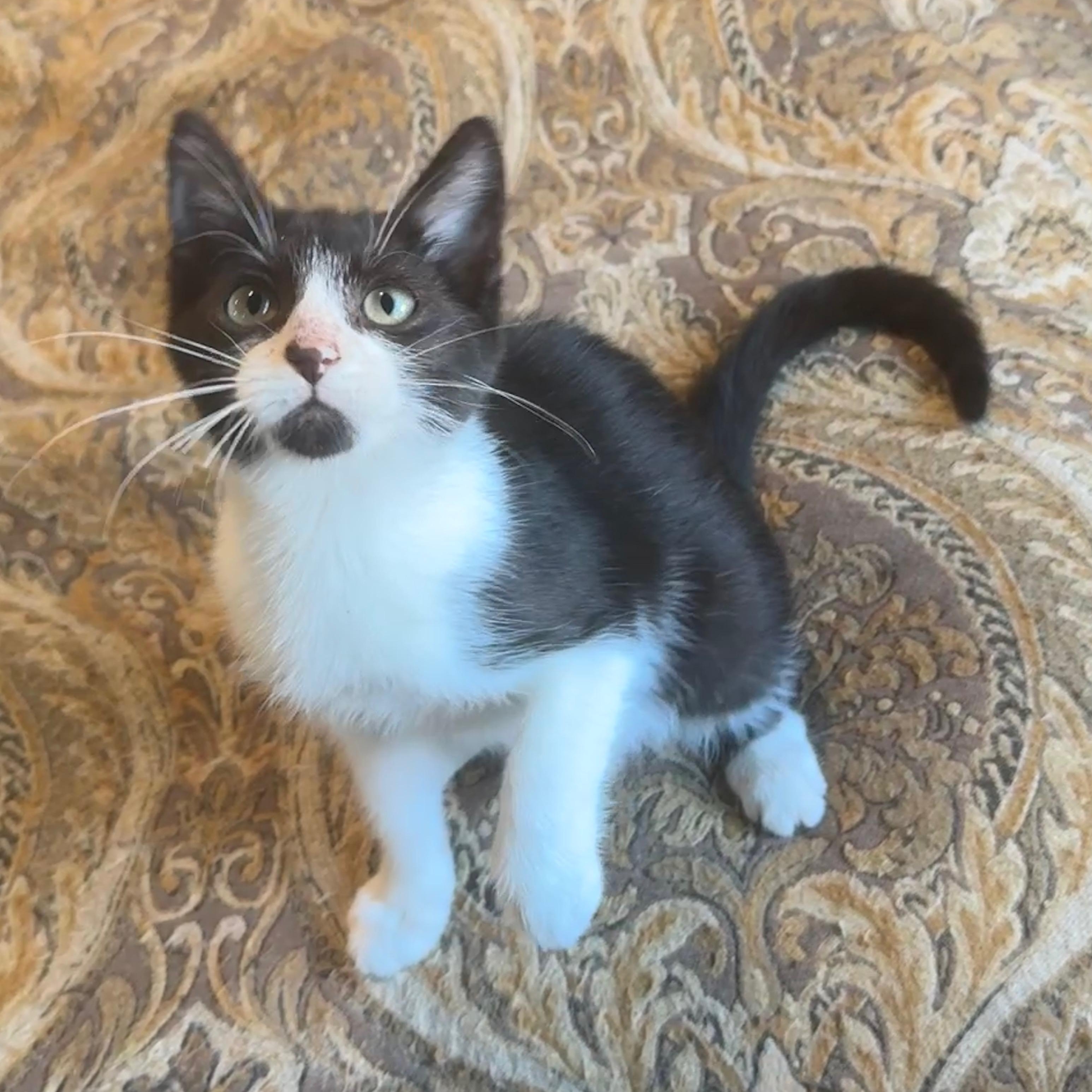 Binx, a Adoptable Domestic Short Hair in Houston, TX image 6/6