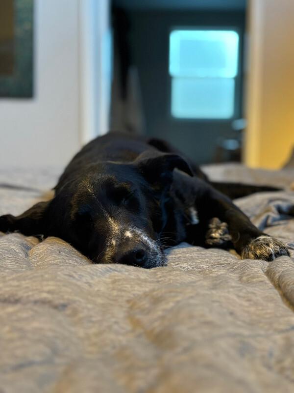 Enlarge Carina, a Adoptable mixed breed in renton, WA image 1/6