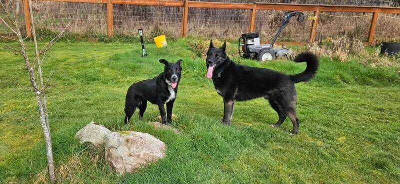 Enlarge Carina, a Adoptable mixed breed in renton, WA image 2/6