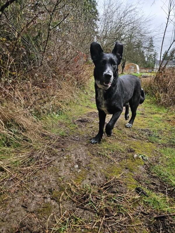 Enlarge Carina, a Adoptable mixed breed in renton, WA image 3/6