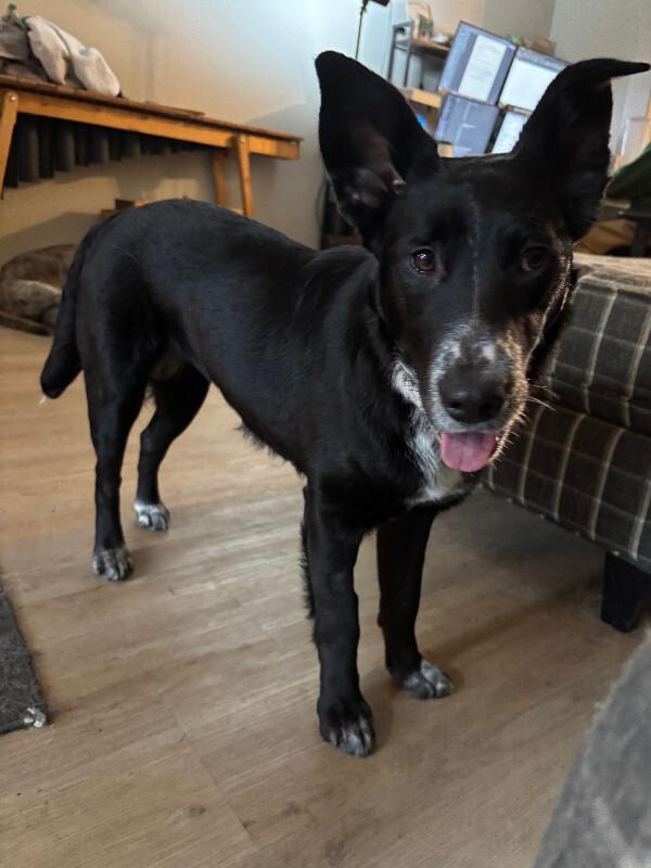 Enlarge Carina, a Adoptable mixed breed in renton, WA image 4/6