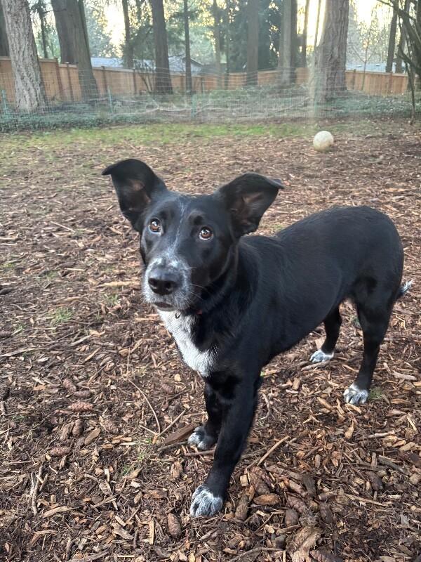 Enlarge Carina, a Adoptable mixed breed in renton, WA image 5/6