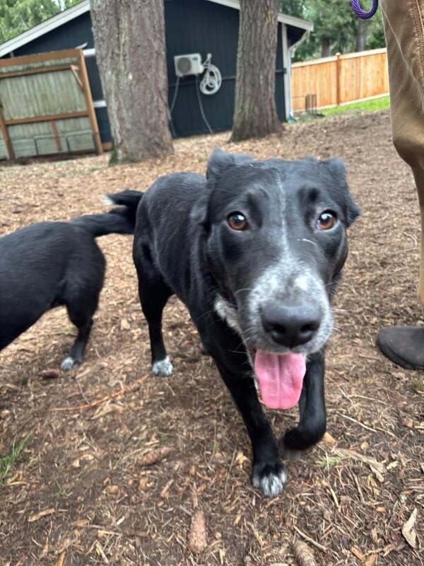 Enlarge Carina, a Adoptable mixed breed in renton, WA image 6/6