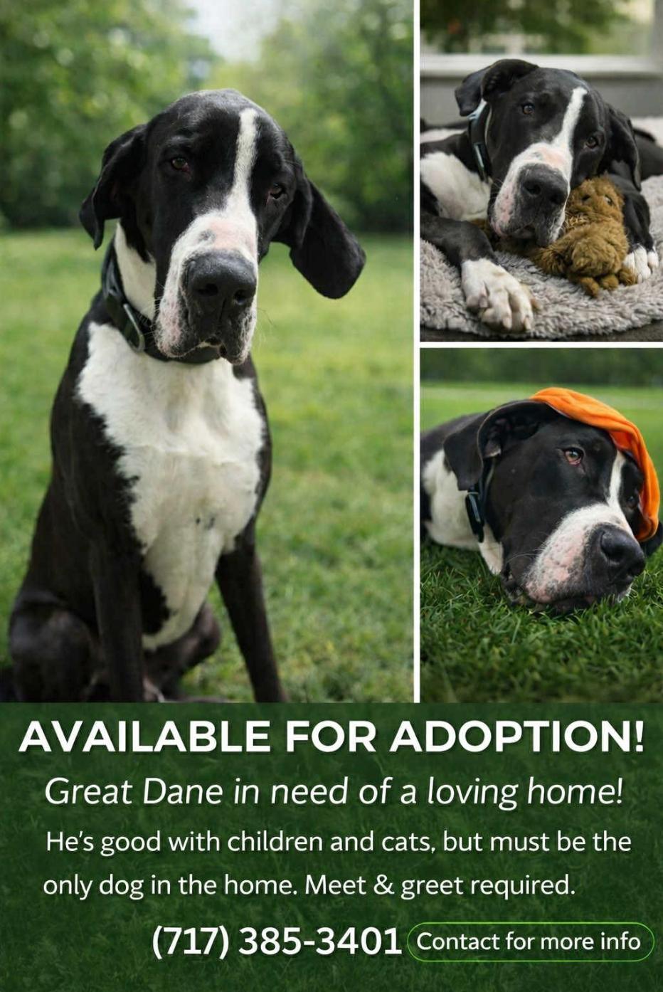 Goose, Adoptable, Adult Male Great Dane.