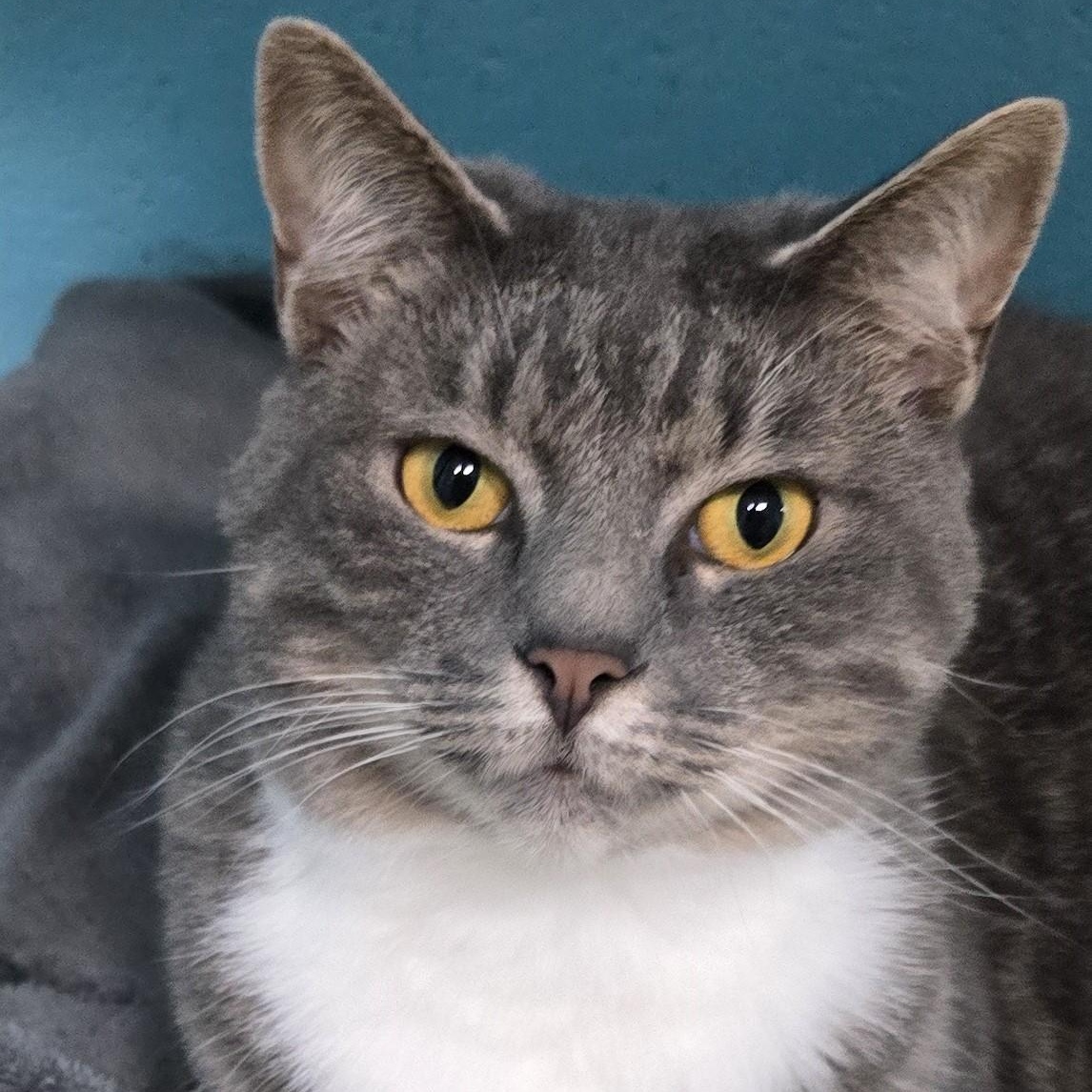 Stella, Adoptable, Young Female Tabby & Domestic Short Hair.