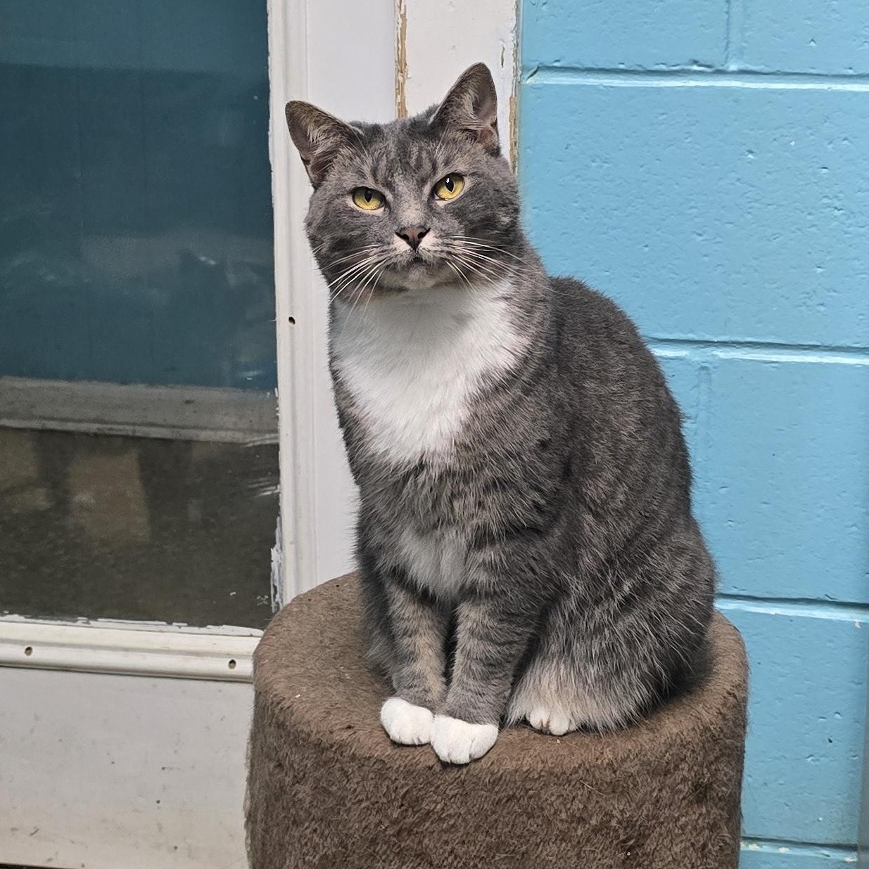 Enlarge Stella, a Adoptable mixed breed in Milledgeville, GA image 3/6