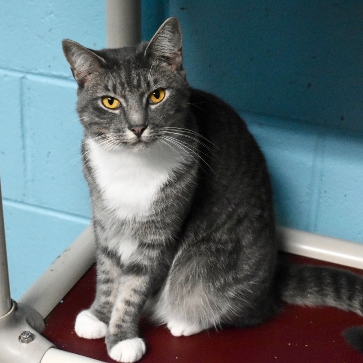 Enlarge Stella, a Adoptable mixed breed in Milledgeville, GA image 2/6
