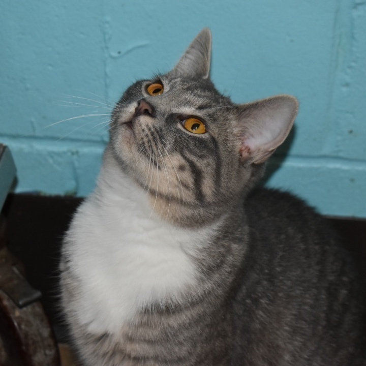 Enlarge Stella, a Adoptable mixed breed in Milledgeville, GA image 5/6
