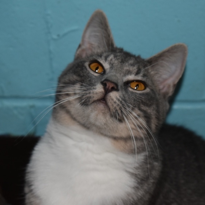 Enlarge Stella, a Adoptable mixed breed in Milledgeville, GA image 6/6
