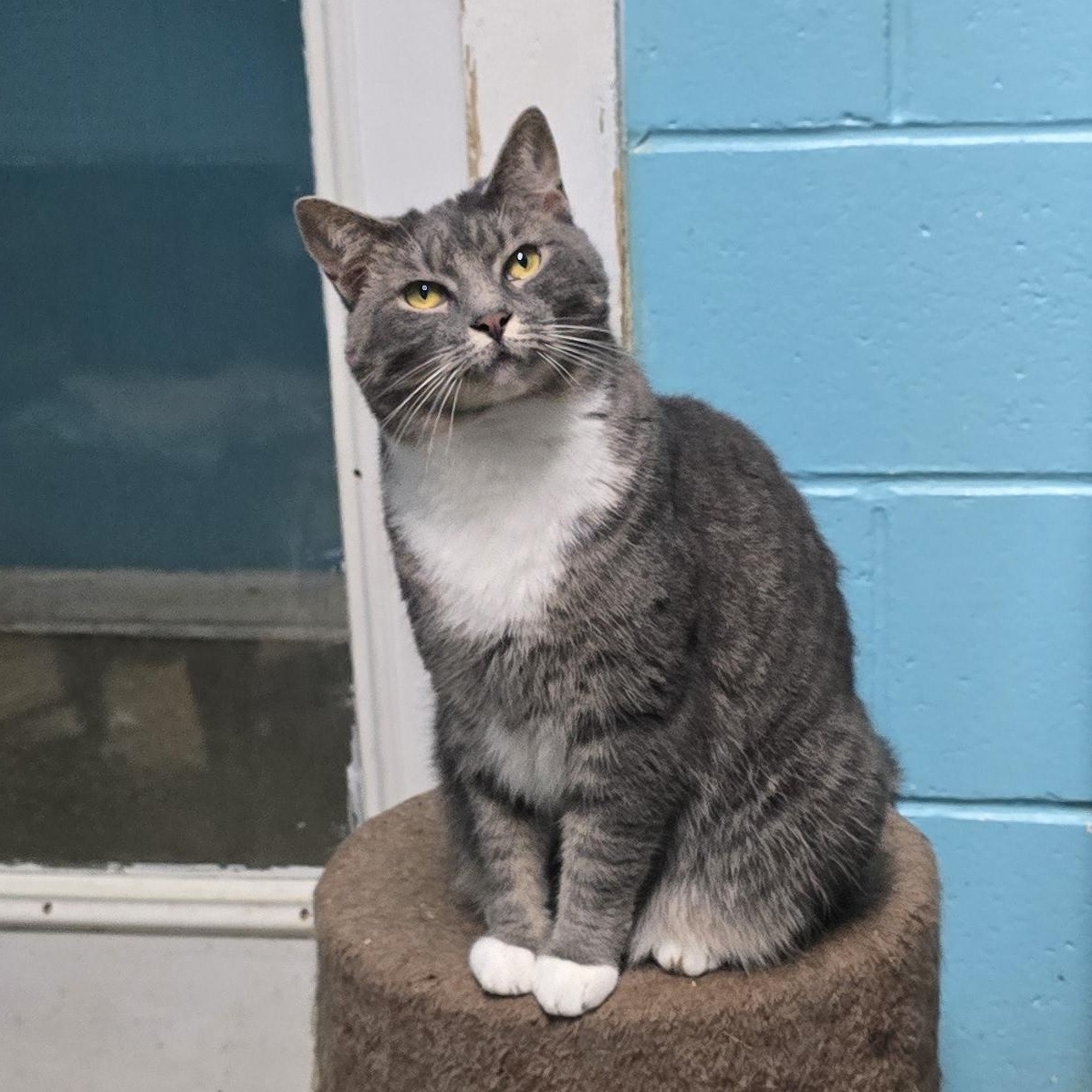 Enlarge Stella, a Adoptable mixed breed in Milledgeville, GA image 4/6