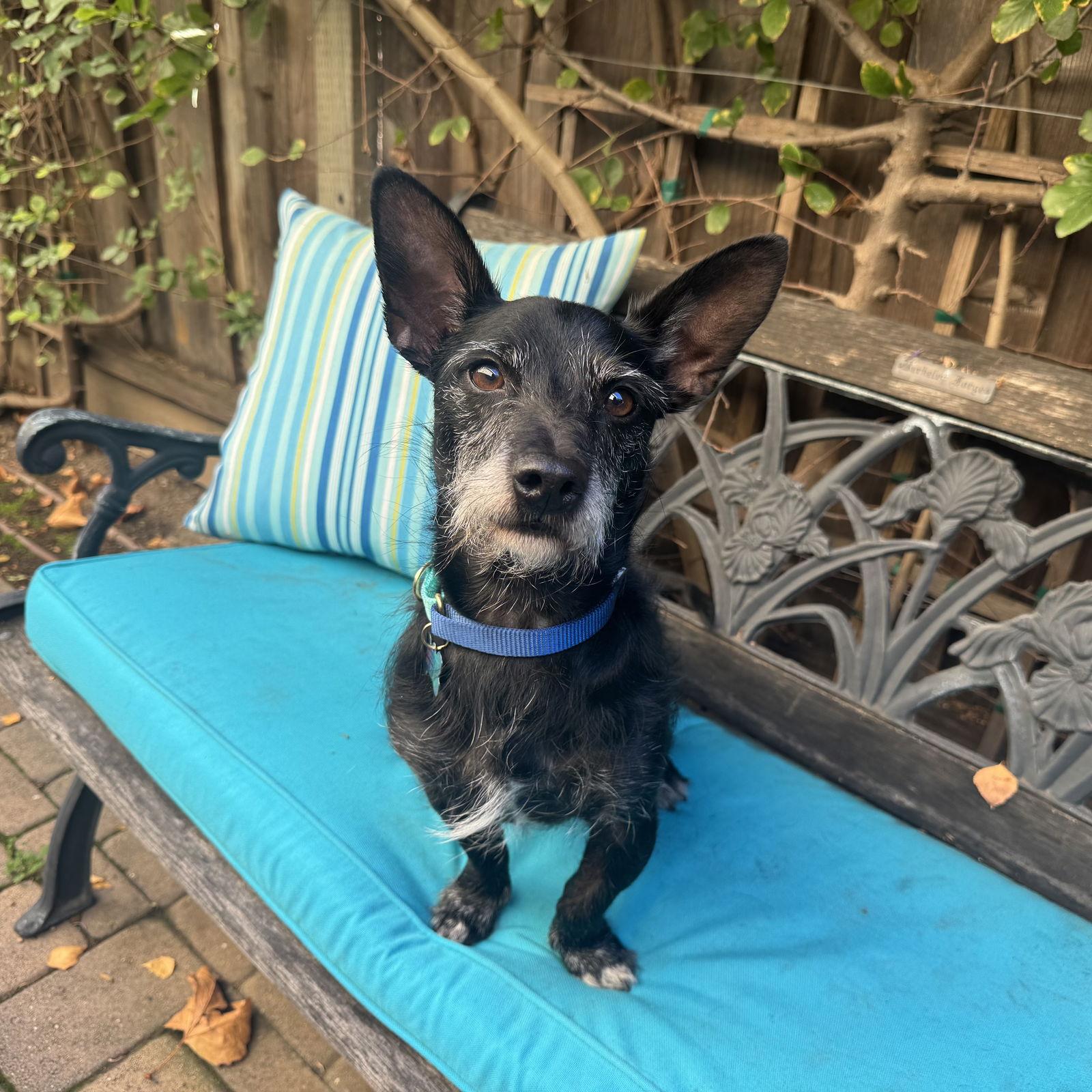 Kobi, a Adopted mixed breed in Santa Clara, CA image 1/2