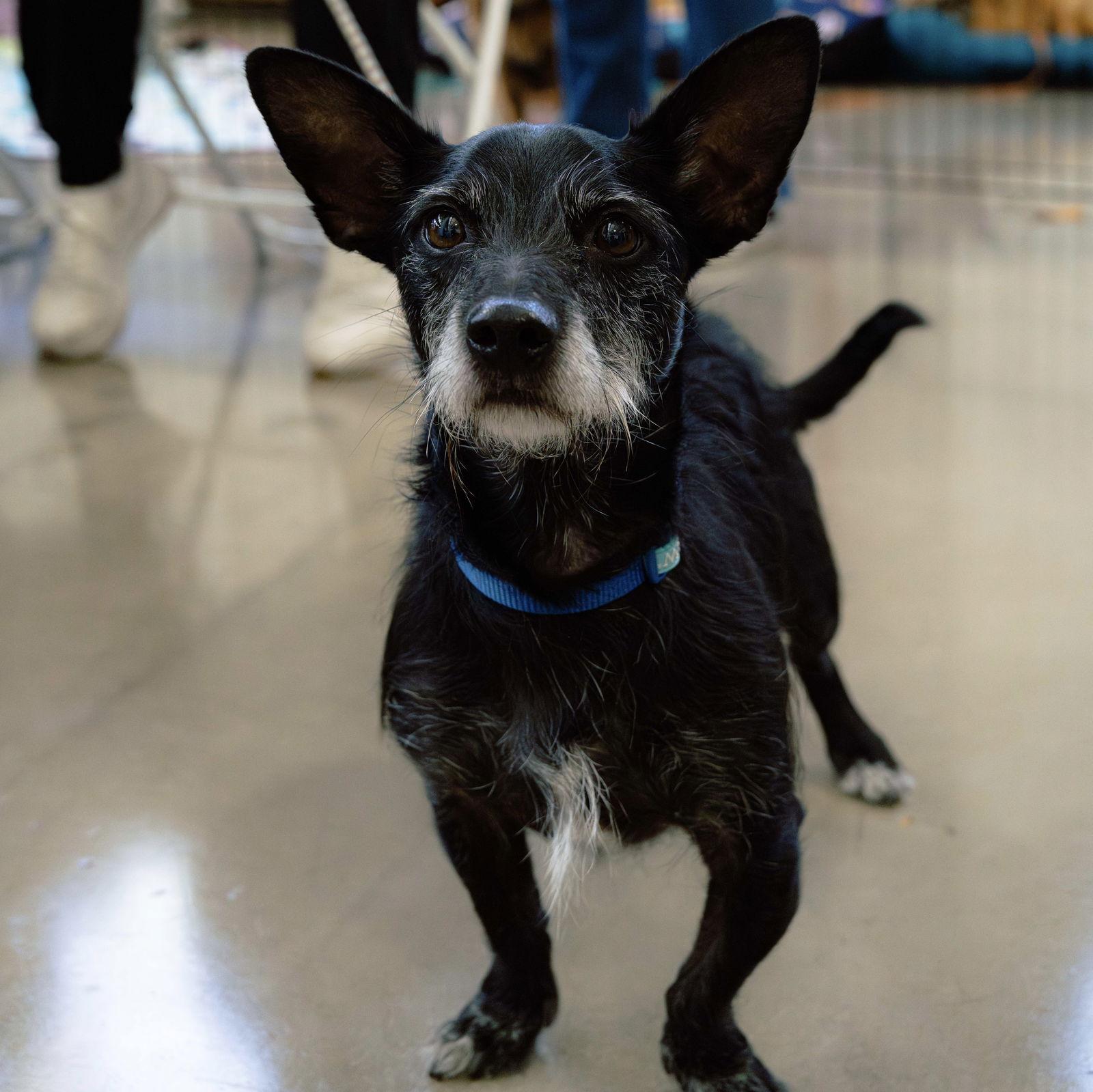 Kobi, a Adopted mixed breed in Santa Clara, CA image 2/2