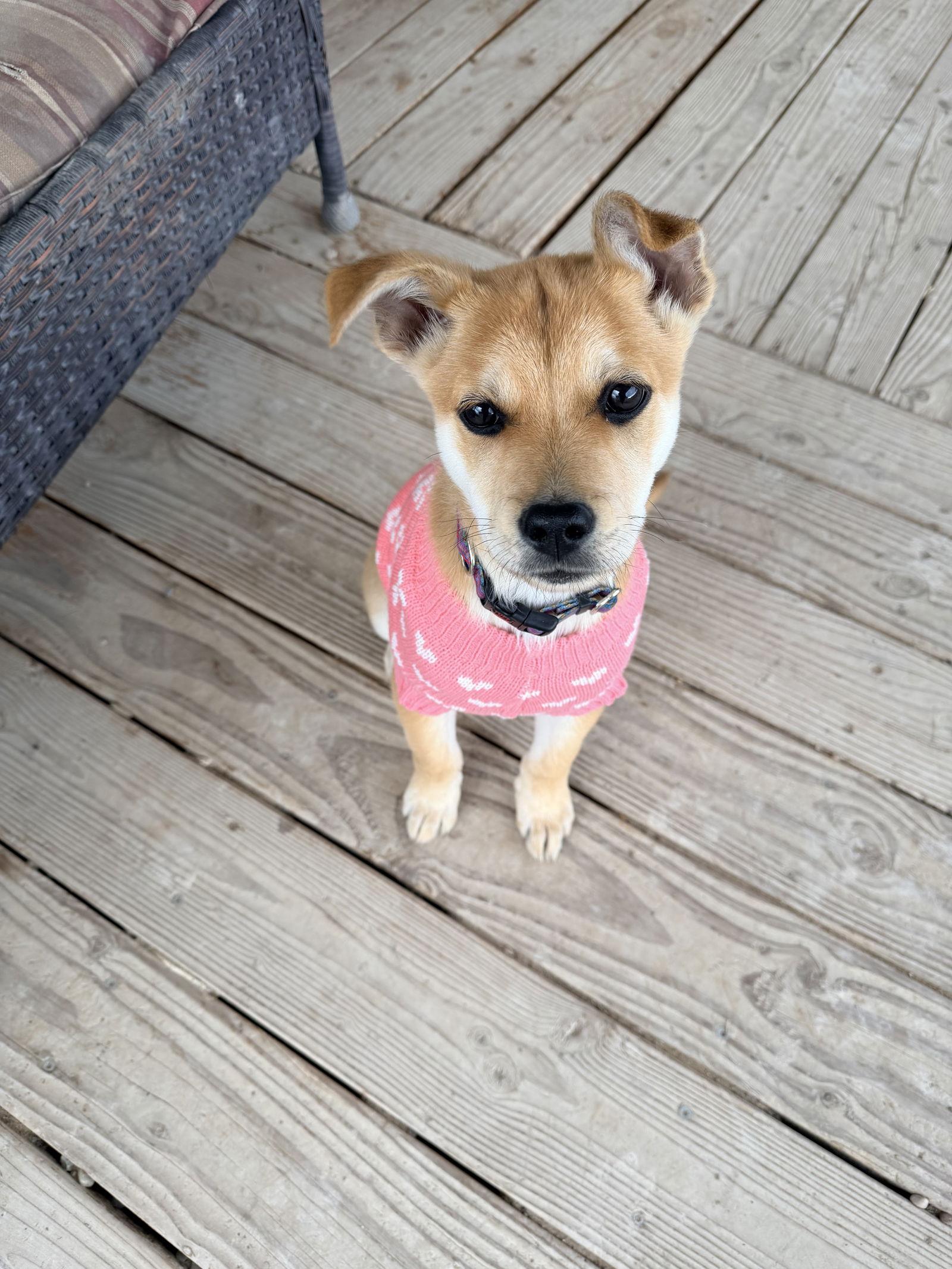 Sammi, a Adoptable Shepherd in Polson, MT image 1/3