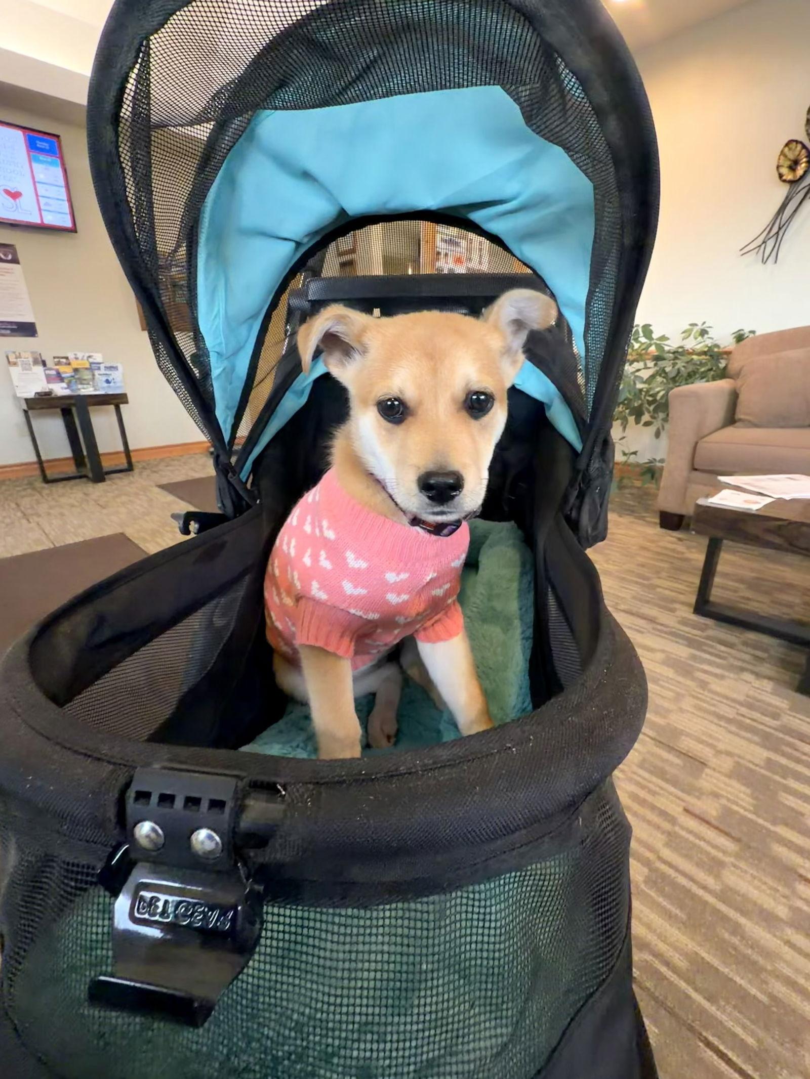 Sammi, a Adoptable Shepherd in Polson, MT image 2/3