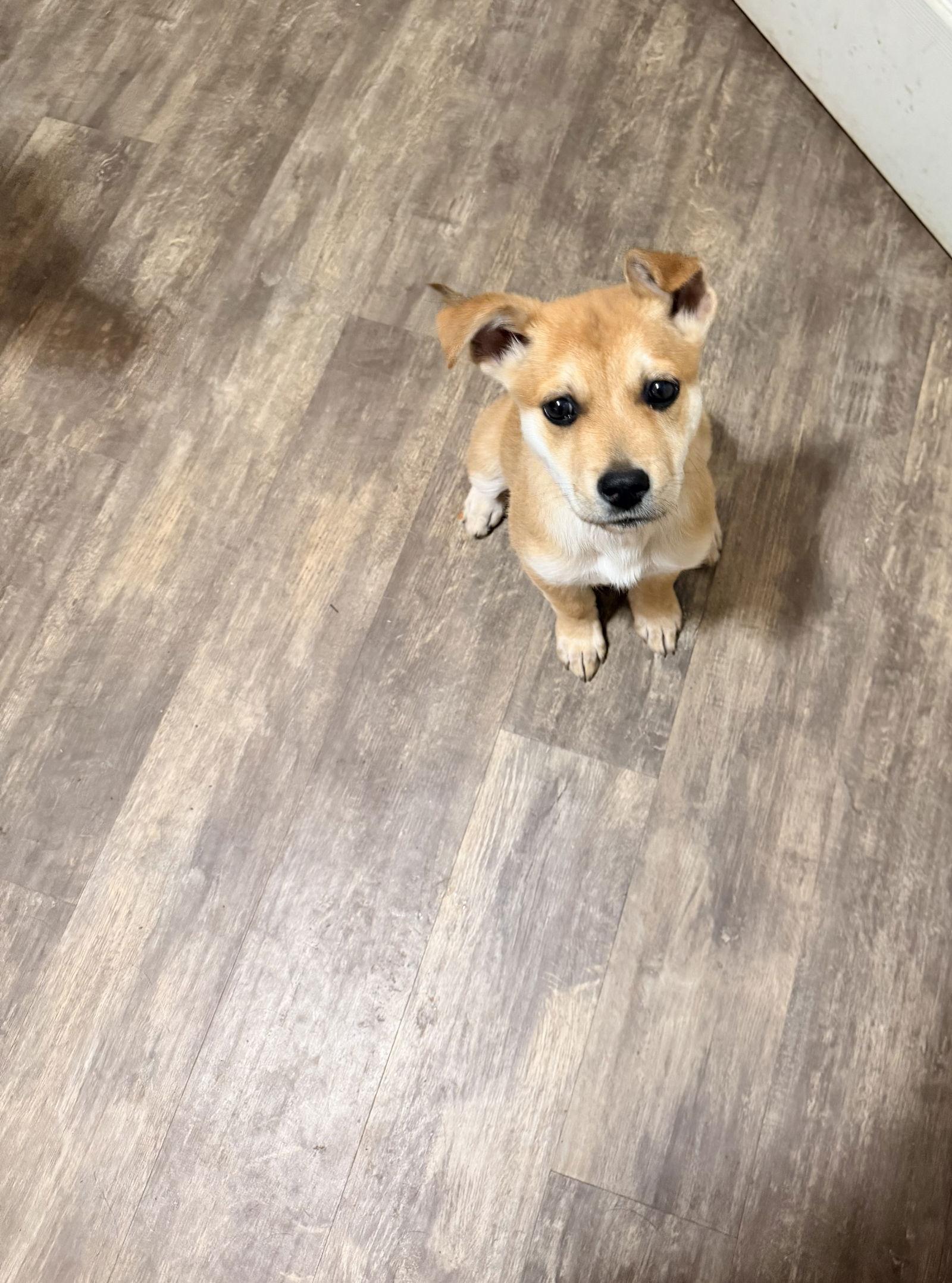 Sammi, a Adoptable Shepherd in Polson, MT image 3/3