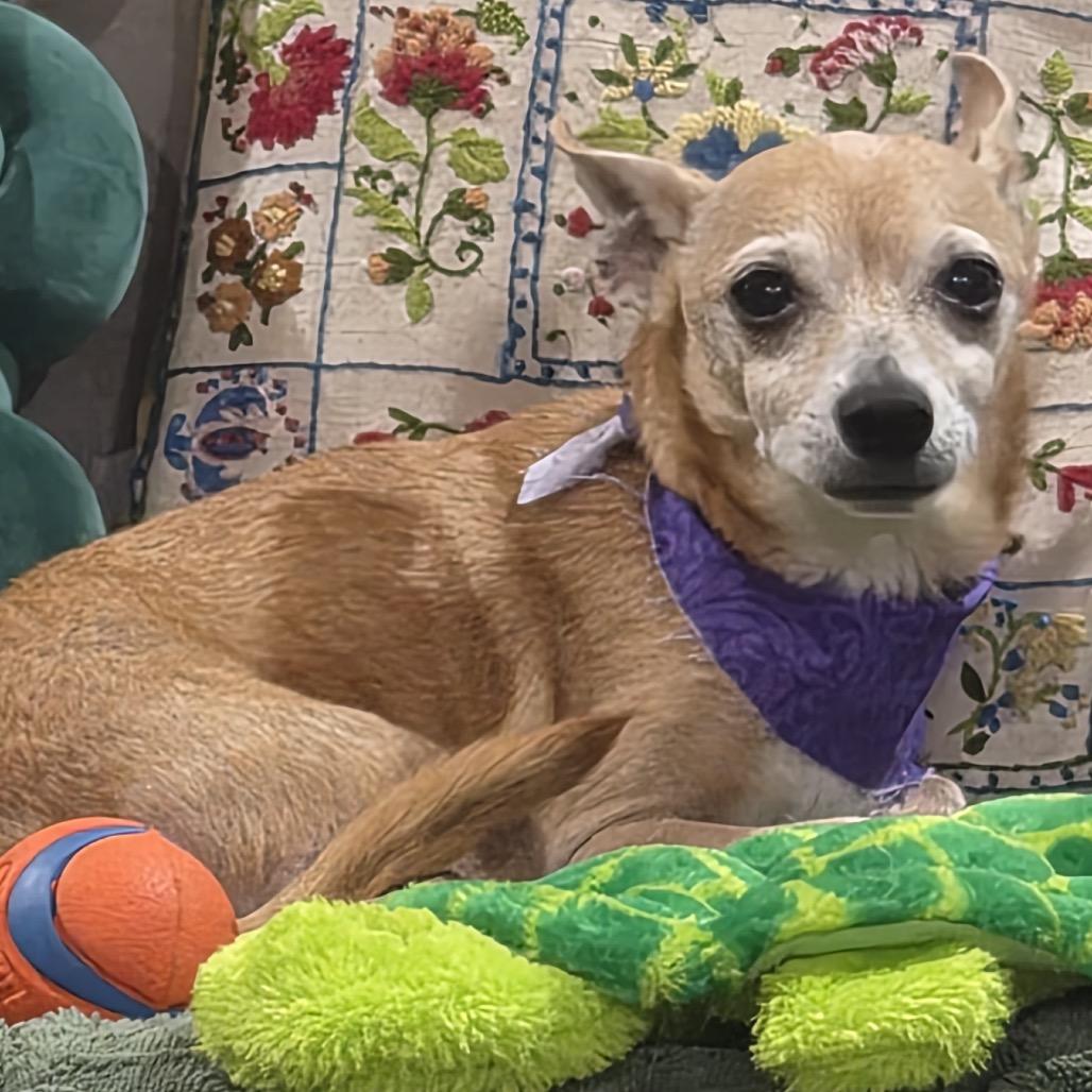 Waylon, Adoptable, Adult Male Chihuahua.